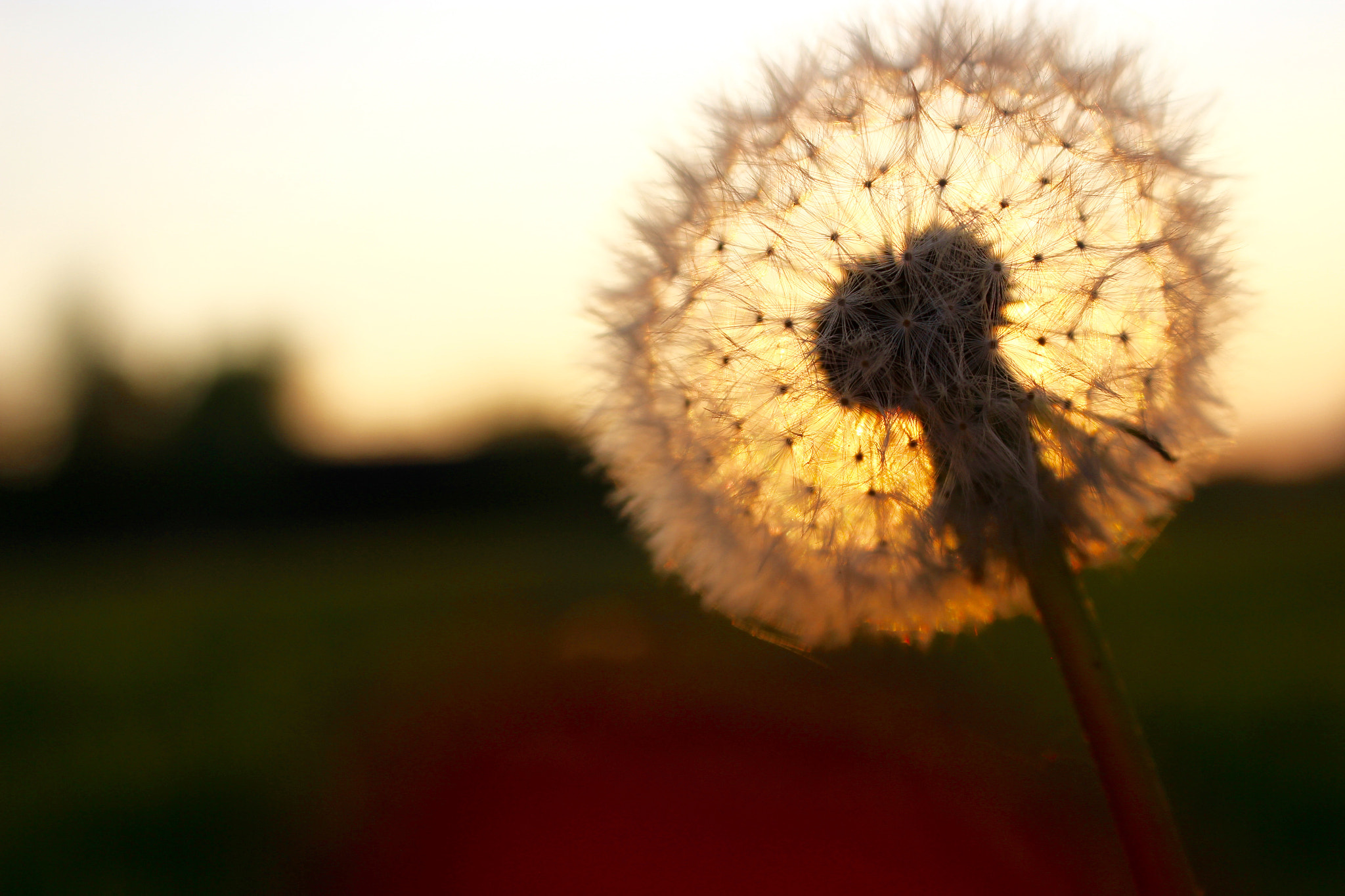 Canon EF-S 18-55mm F3.5-5.6 III sample photo. Dandelion in sunset light photography