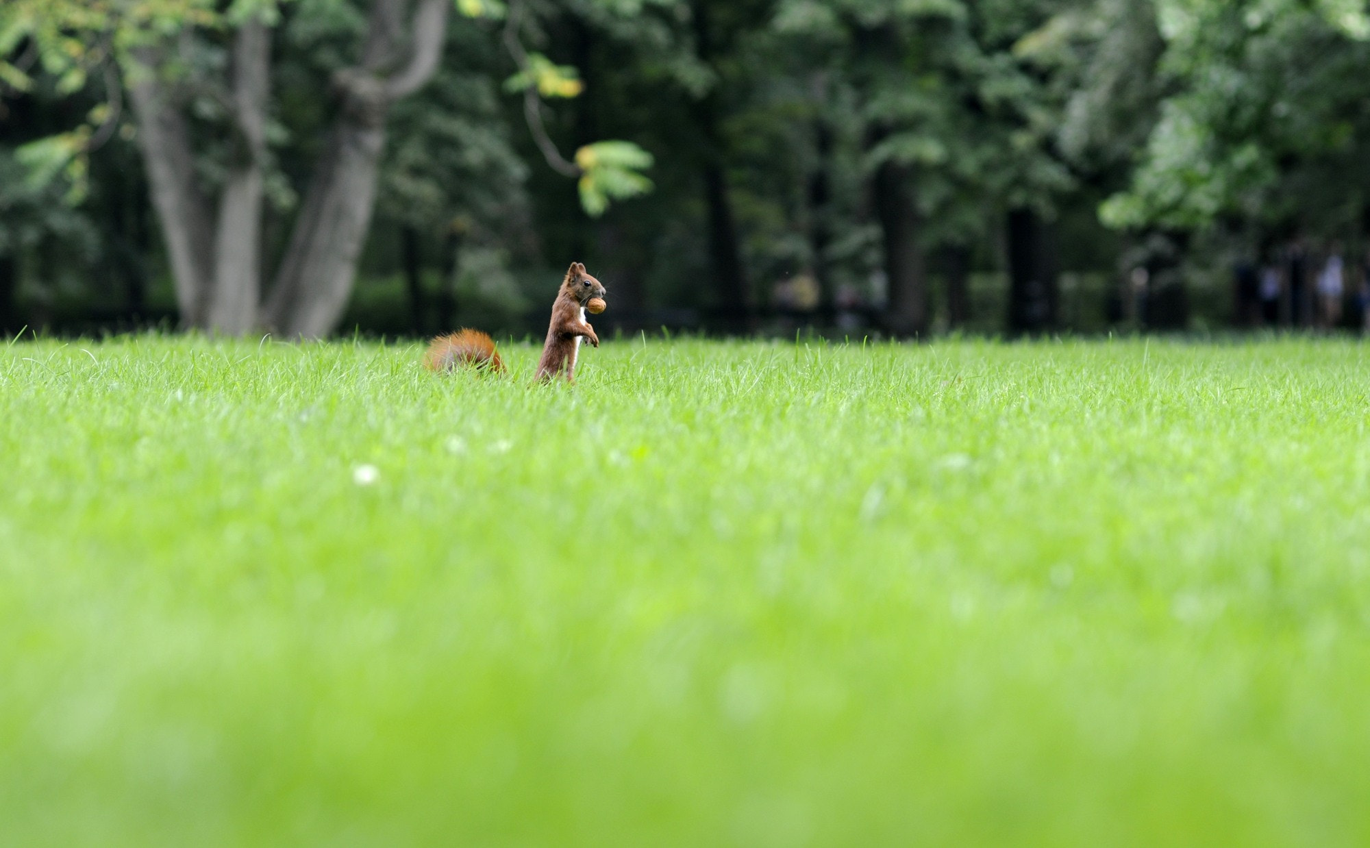 AF Nikkor 85mm f/1.8 sample photo. Squirrel photography
