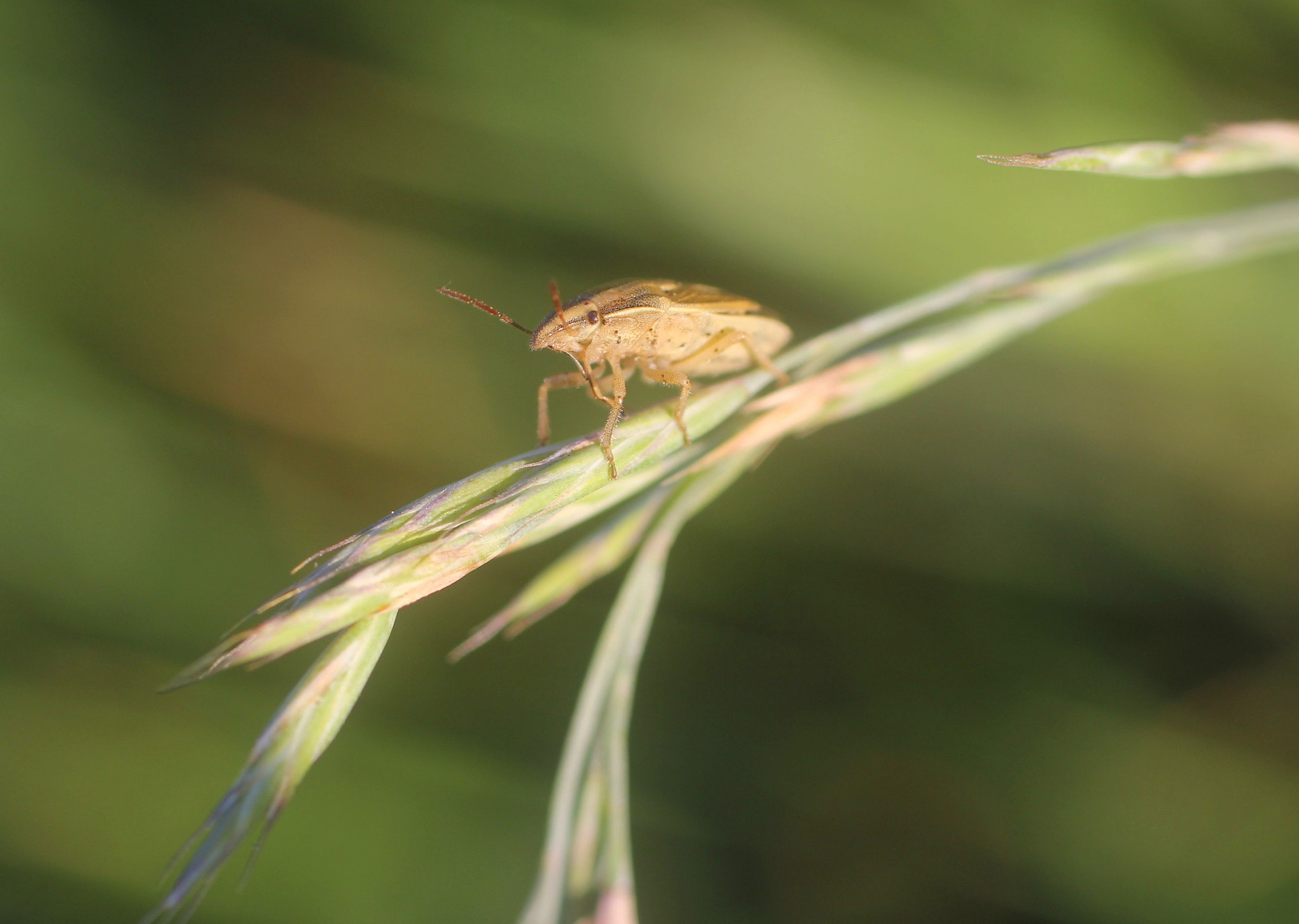 Canon EOS 60D + Canon EF 50mm F2.5 Macro sample photo. Micro macro photography