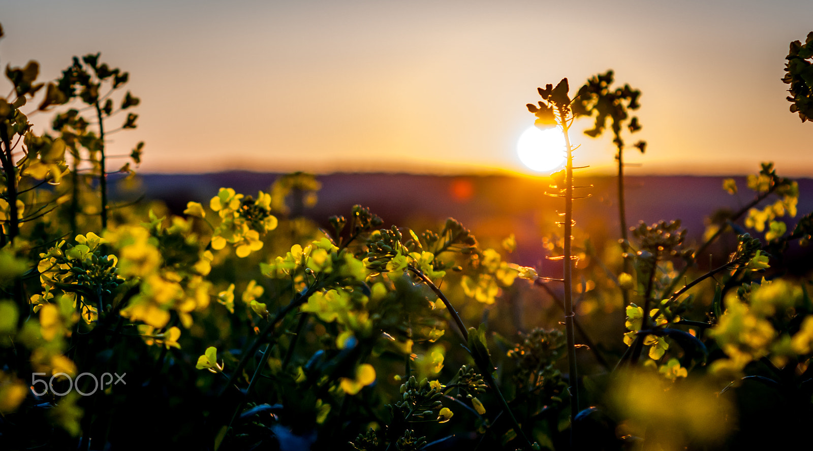 Sony Alpha DSLR-A290 + Sony DT 50mm F1.8 SAM sample photo. Champs de picardie photography