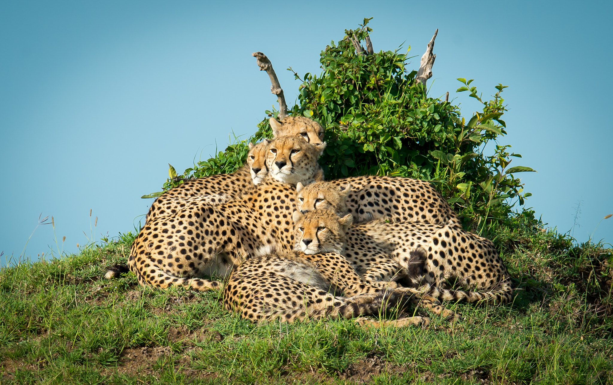 Nikon AF-S Nikkor 400mm F2.8G ED VR II sample photo. Edit photography