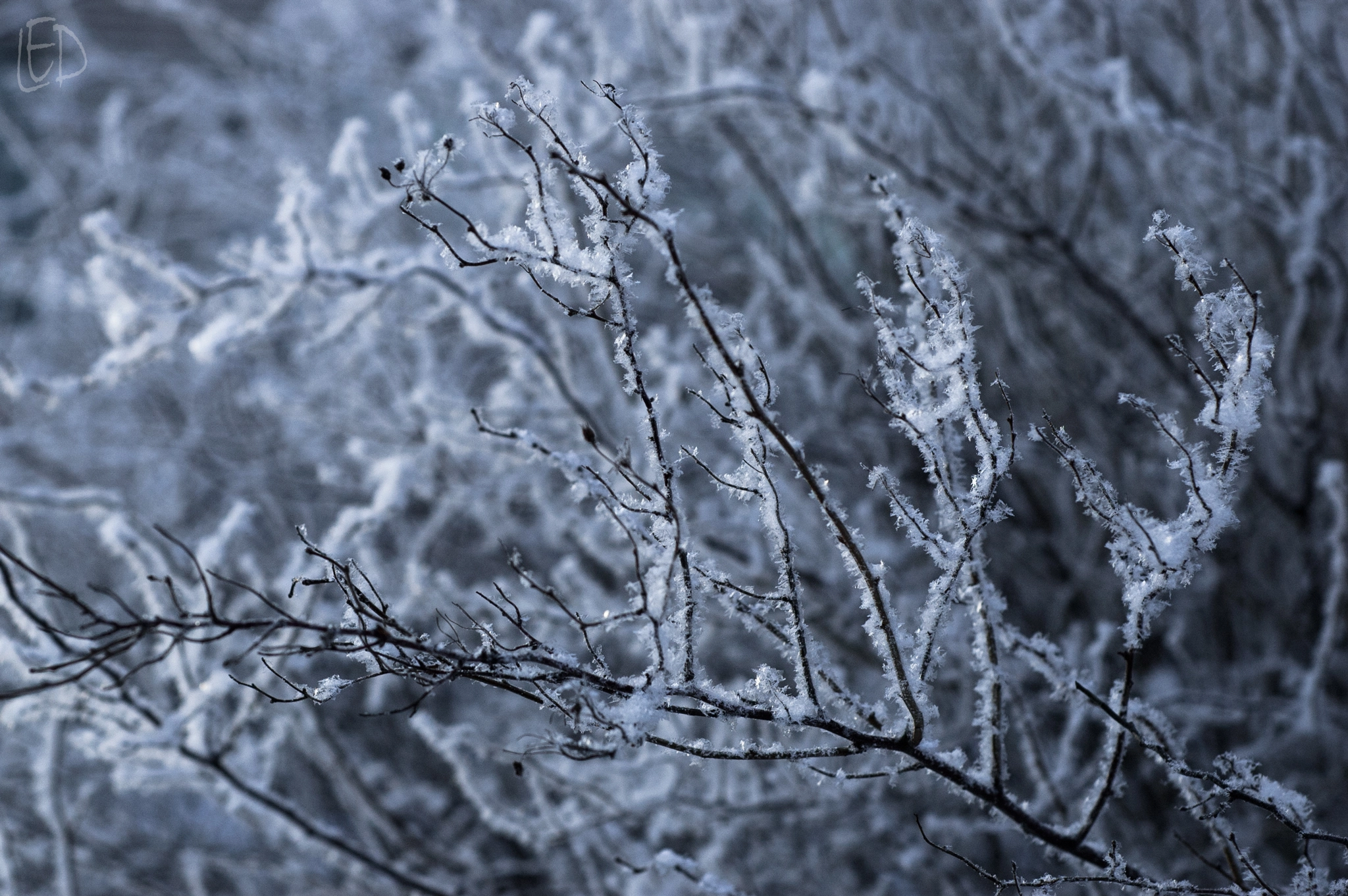 Nikon D70s sample photo. Winter is coming photography