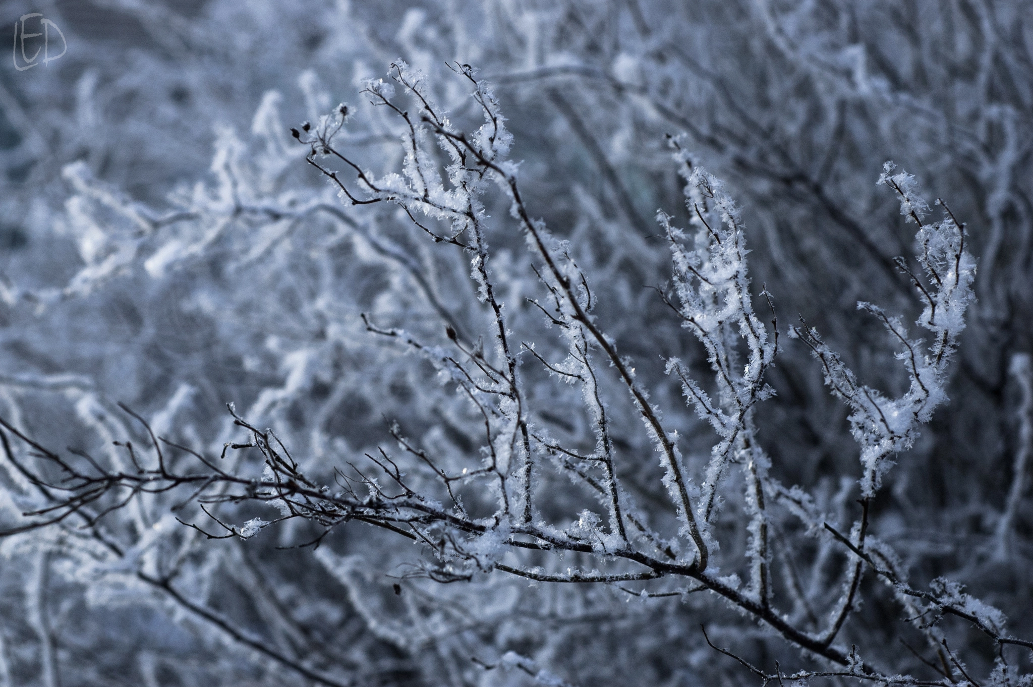 Nikon D70s + Nikon AF Nikkor 50mm F1.8D sample photo. Winter is coming photography