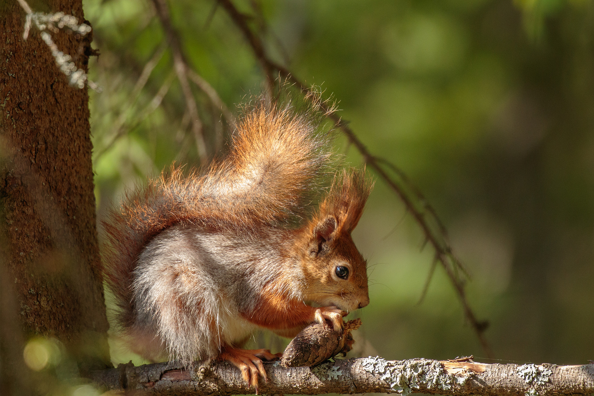 Canon EOS 7D Mark II + Canon EF 100-400mm F4.5-5.6L IS II USM sample photo. Red squirrel feast photography