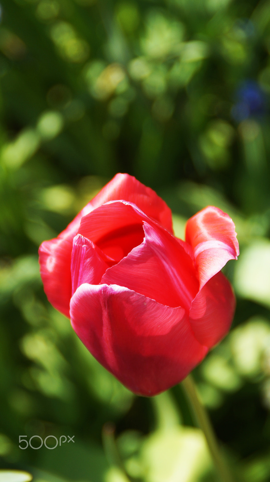 Sony DT 18-200mm F3.5-6.3 sample photo. | tulip | photography