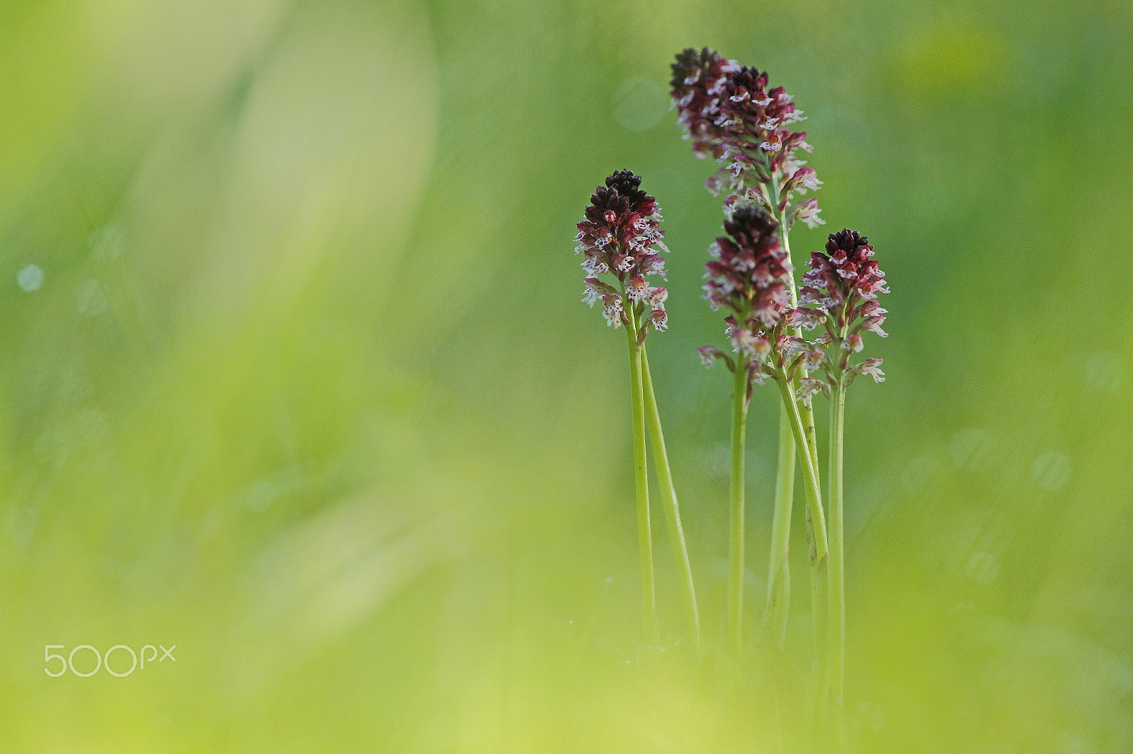 Canon EOS 7D + Canon EF 300mm F2.8L IS USM sample photo. Orchis brûlé photography