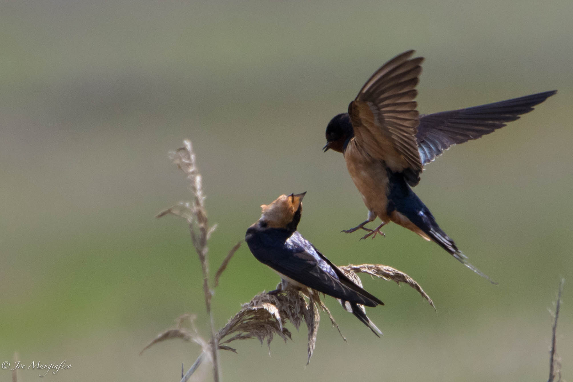 Canon EF 70-200mm F2.8L USM sample photo. Barn swallows photography