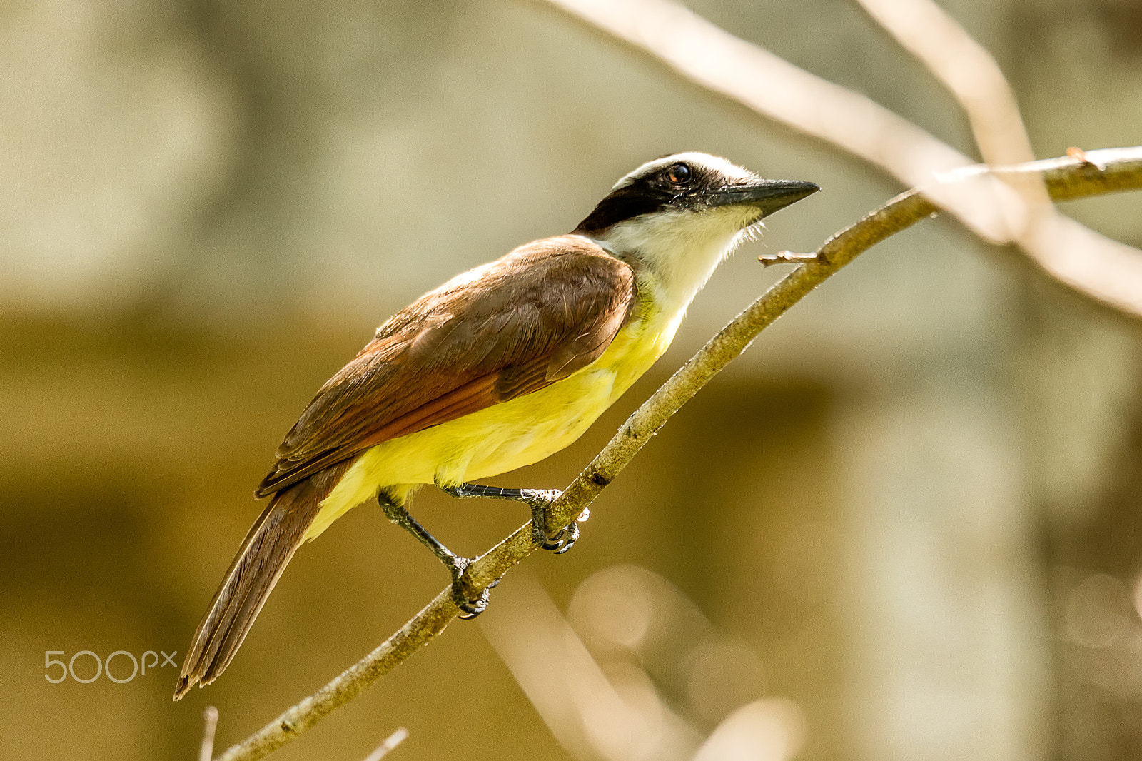 150-600mm F5-6.3 DG OS HSM | Sports 014 sample photo. Cassin's kingbird photography