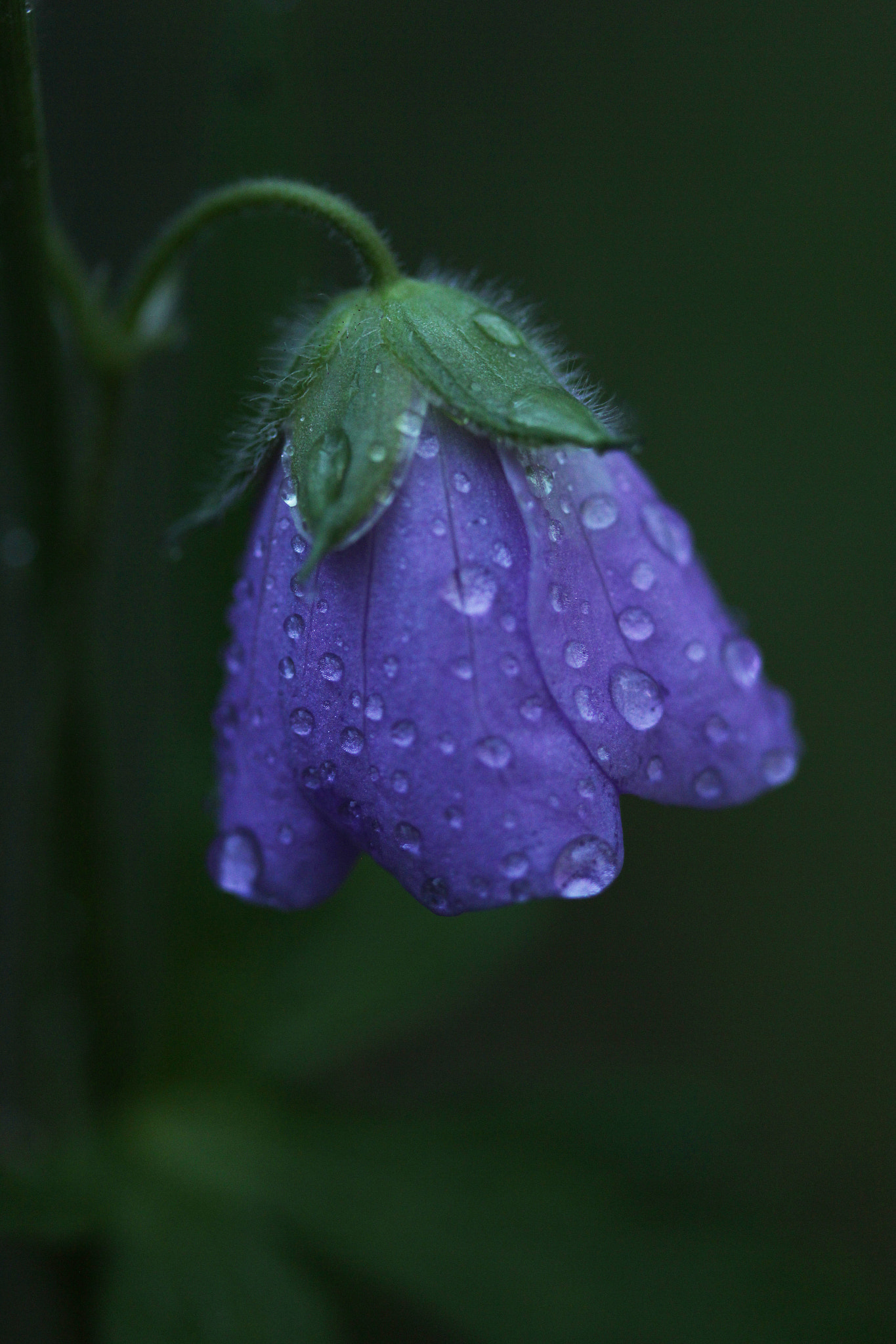 Canon EF-S 60mm F2.8 Macro USM sample photo. Showing off photography