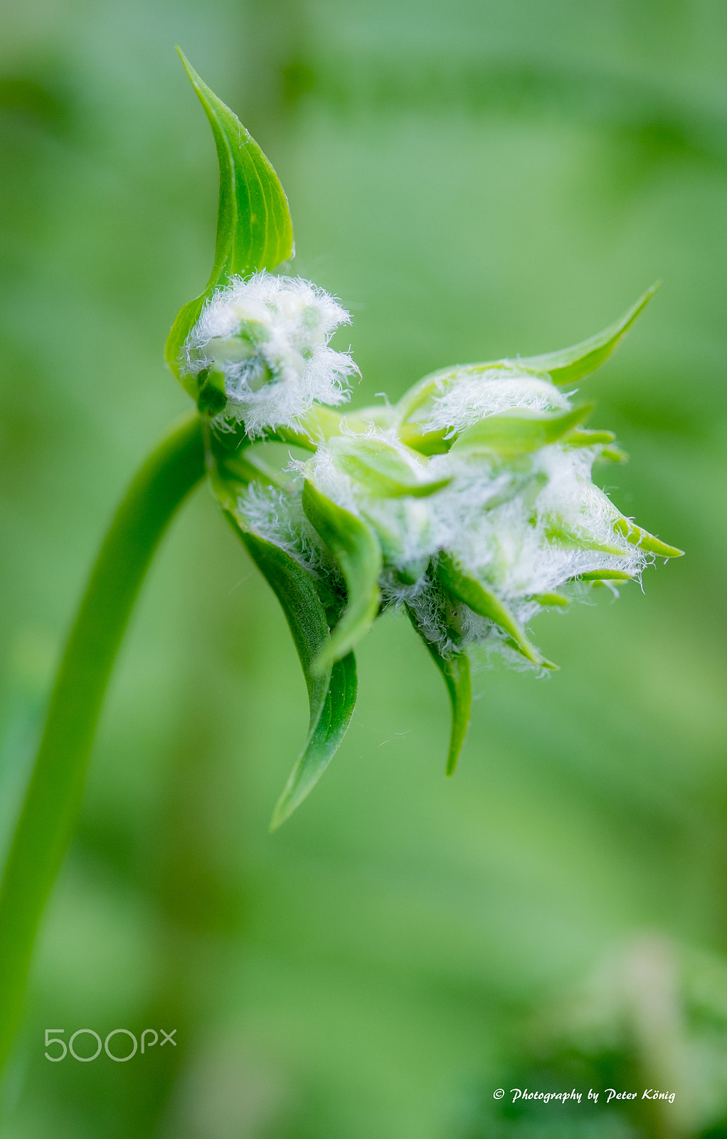 Fujifilm X-M1 + Fujifilm XF 60mm F2.4 R Macro sample photo. Green 2 photography