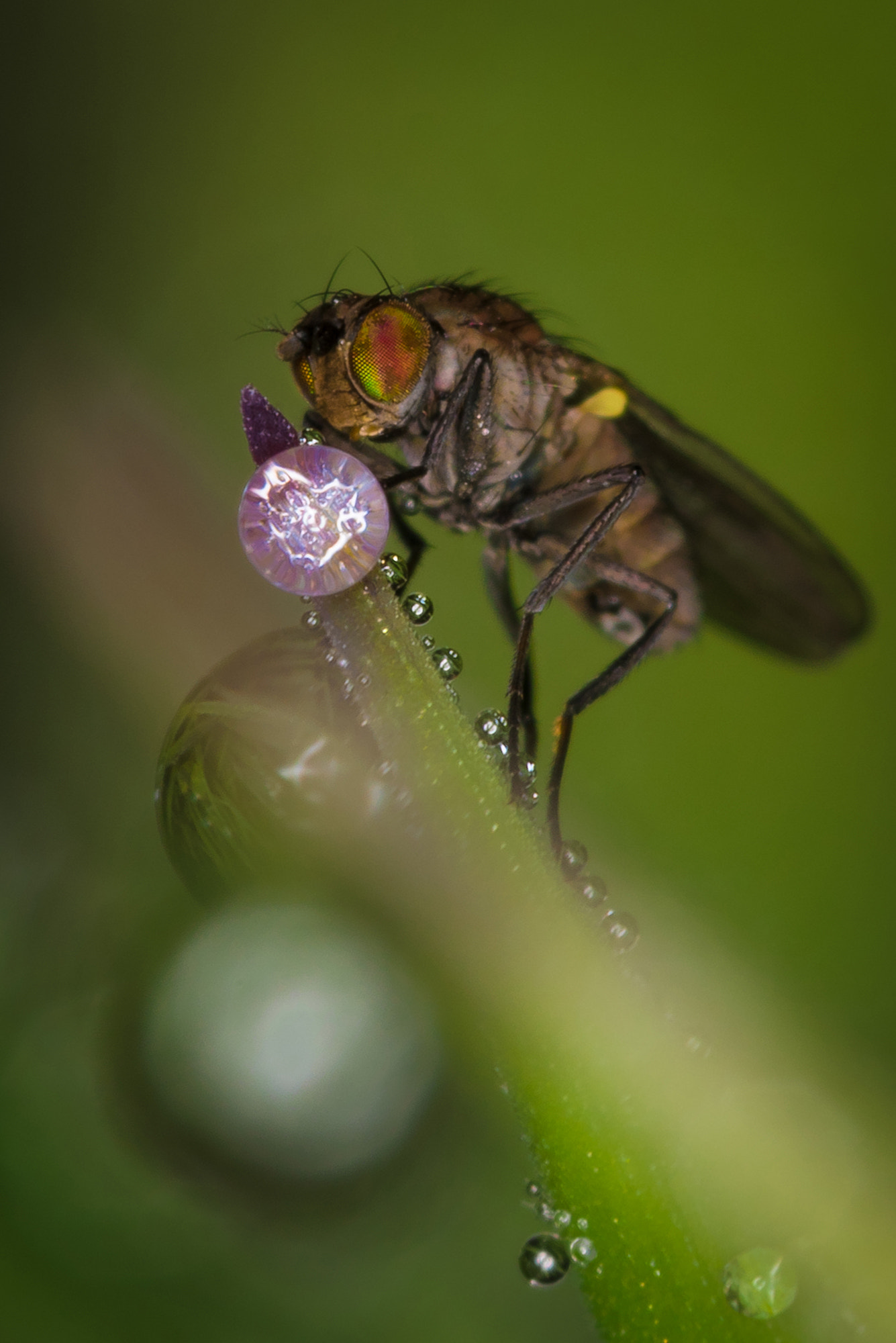 Nikon D810 + Nikon AF Micro-Nikkor 200mm F4D ED-IF sample photo. The palantir... at last ! photography