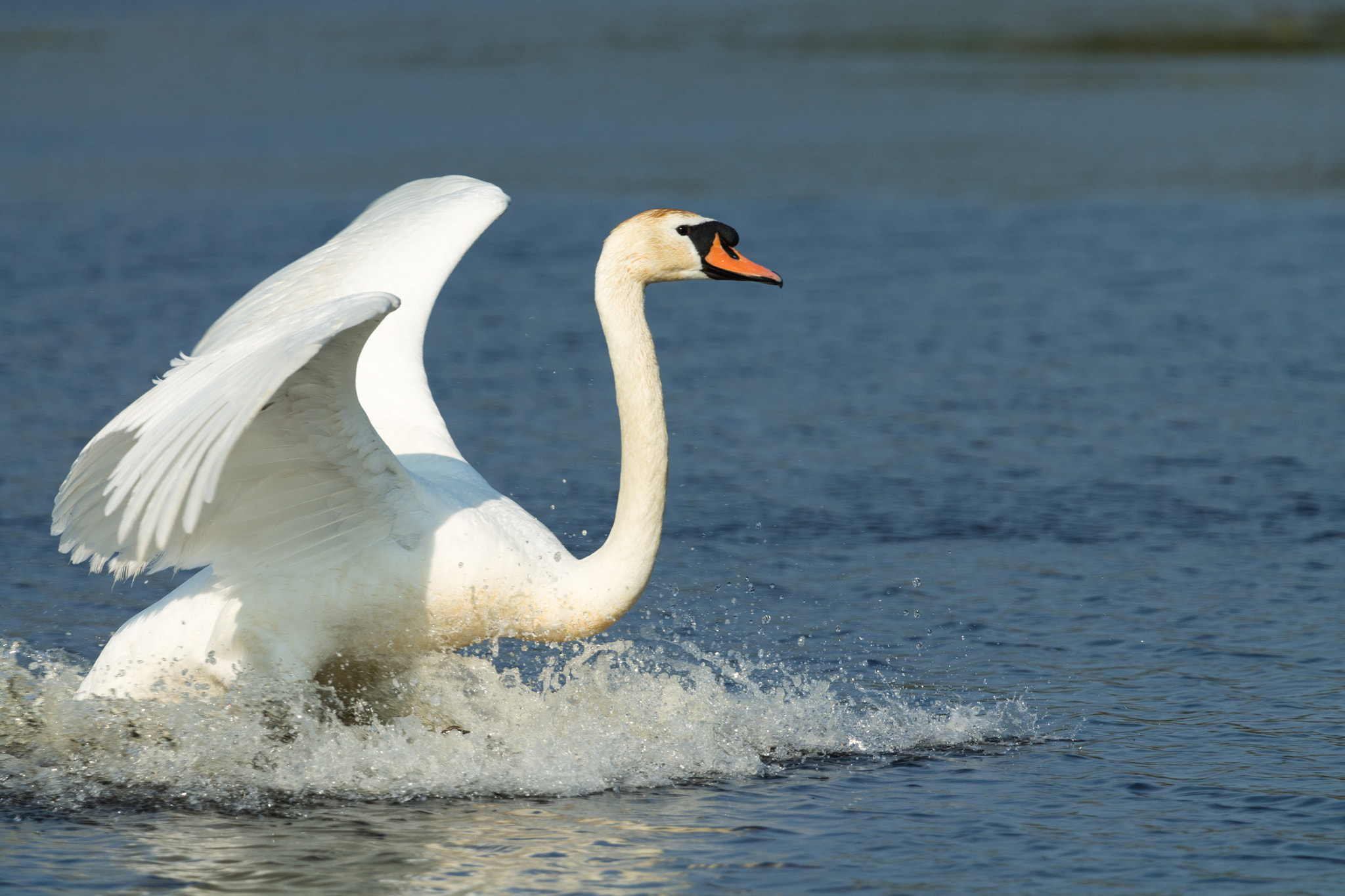 Canon EF 100-400mm F4.5-5.6L IS USM sample photo. Swan landing photography