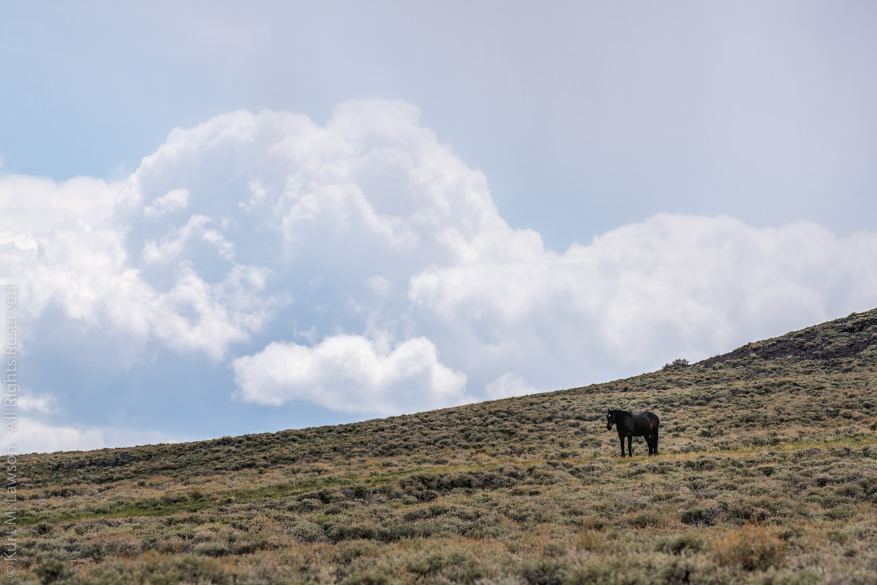 Sony a7R II + Canon EF 100-400mm F4.5-5.6L IS II USM sample photo. Campito, the lone horse of the white mountains, may 2016 photography