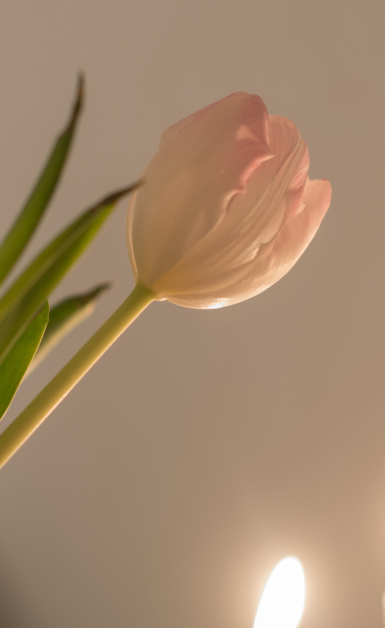 Nikon D610 + Sigma 50mm F1.4 EX DG HSM sample photo. Soft tulip photography
