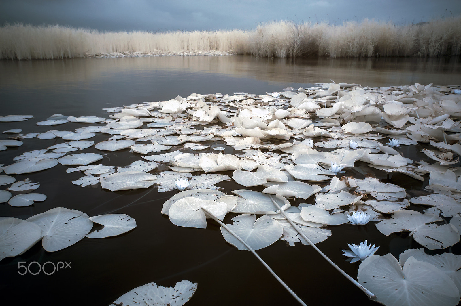 Nikon D70s sample photo. Lotus photography