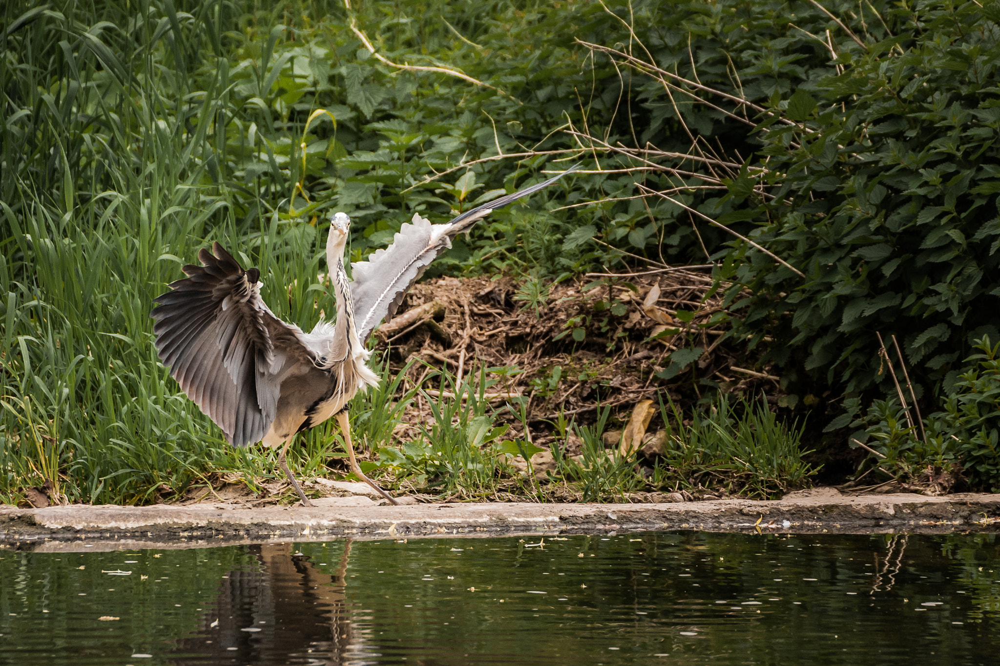 Sigma 50-500mm F4.5-6.3 DG OS HSM sample photo. Heron at the alzette - flying photography