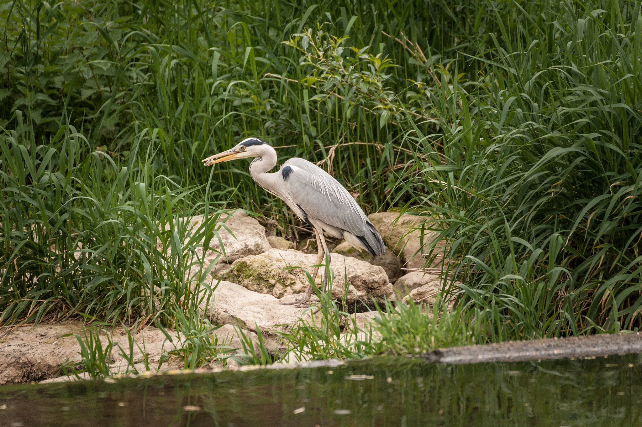 Sigma 50-500mm F4.5-6.3 DG OS HSM sample photo. Heron at the alzette - eating photography
