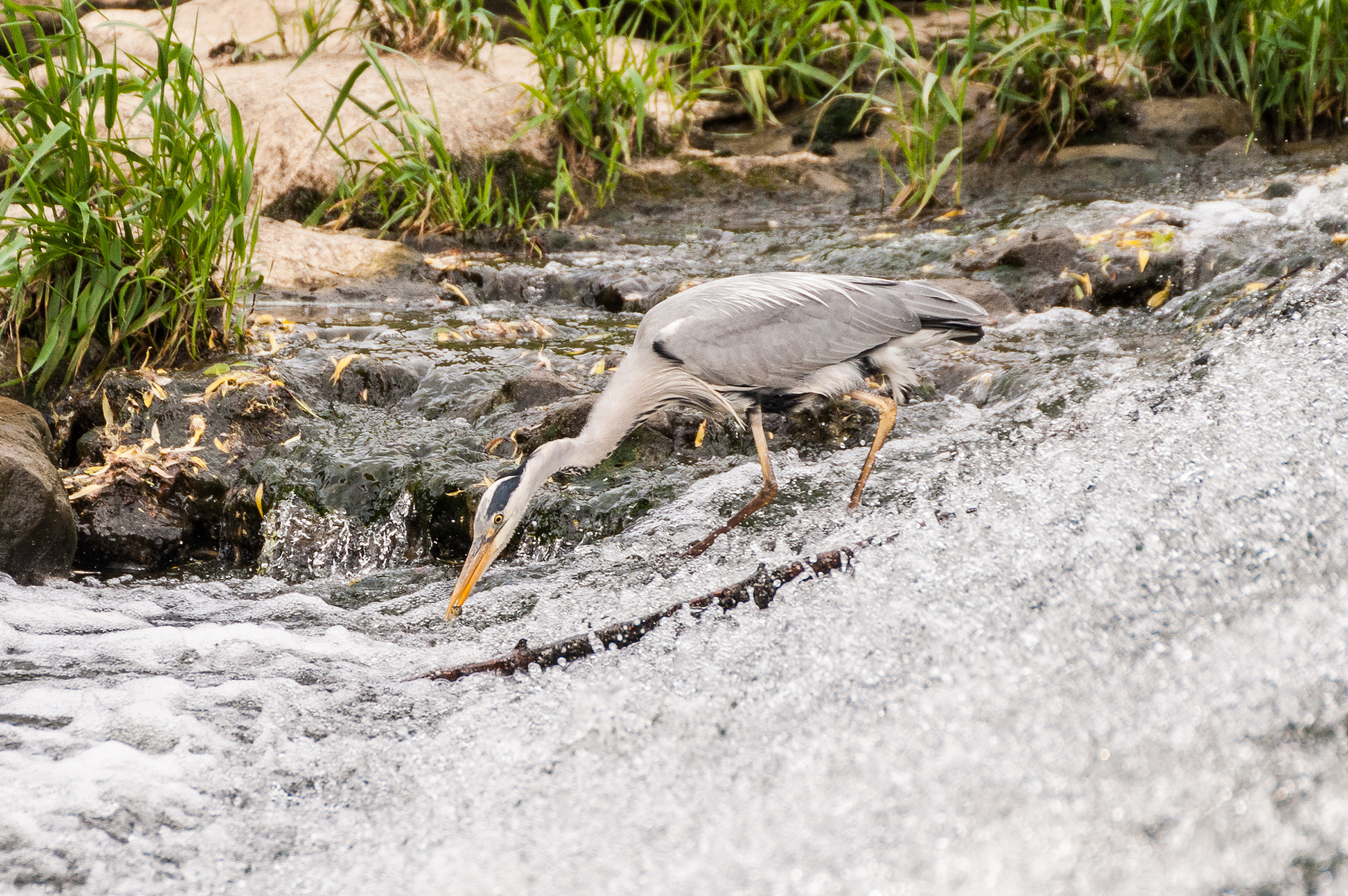 Sigma 50-500mm F4.5-6.3 DG OS HSM sample photo. Heron at the alzette - fishing photography