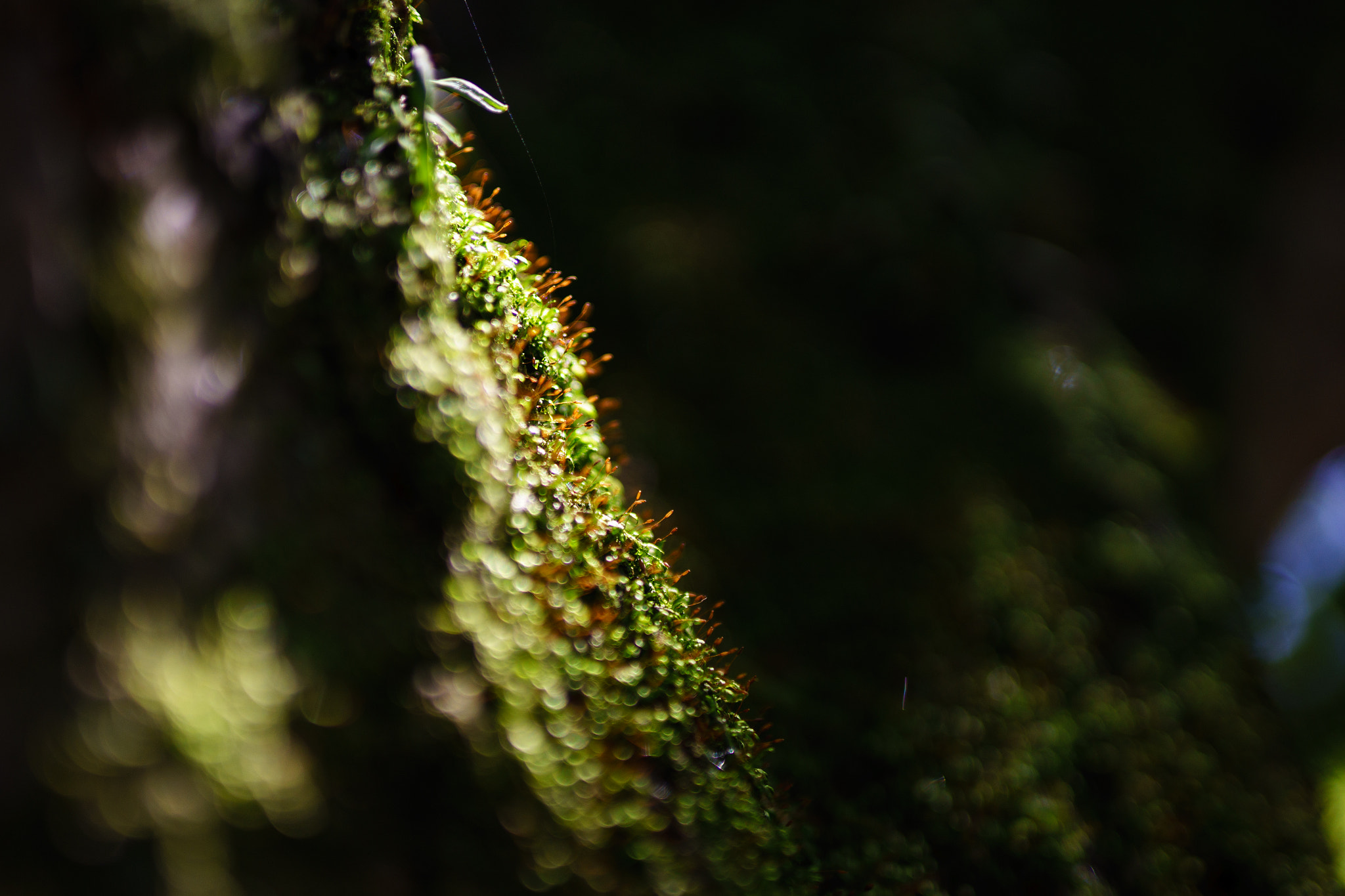 Sony a7 + E 50mm F1.4 sample photo. Lichenes photography