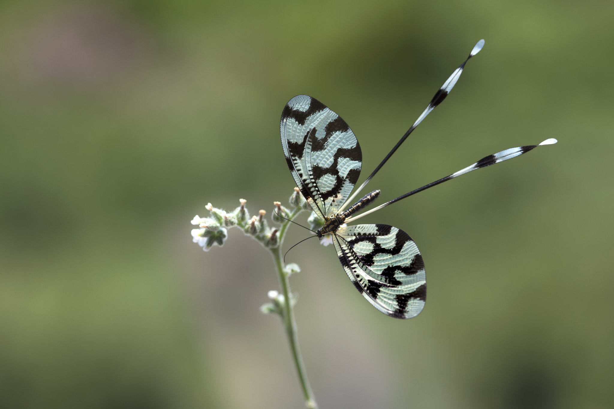 ZEISS Makro-Planar T* 100mm F2 sample photo. Nemoptera sinuata photography
