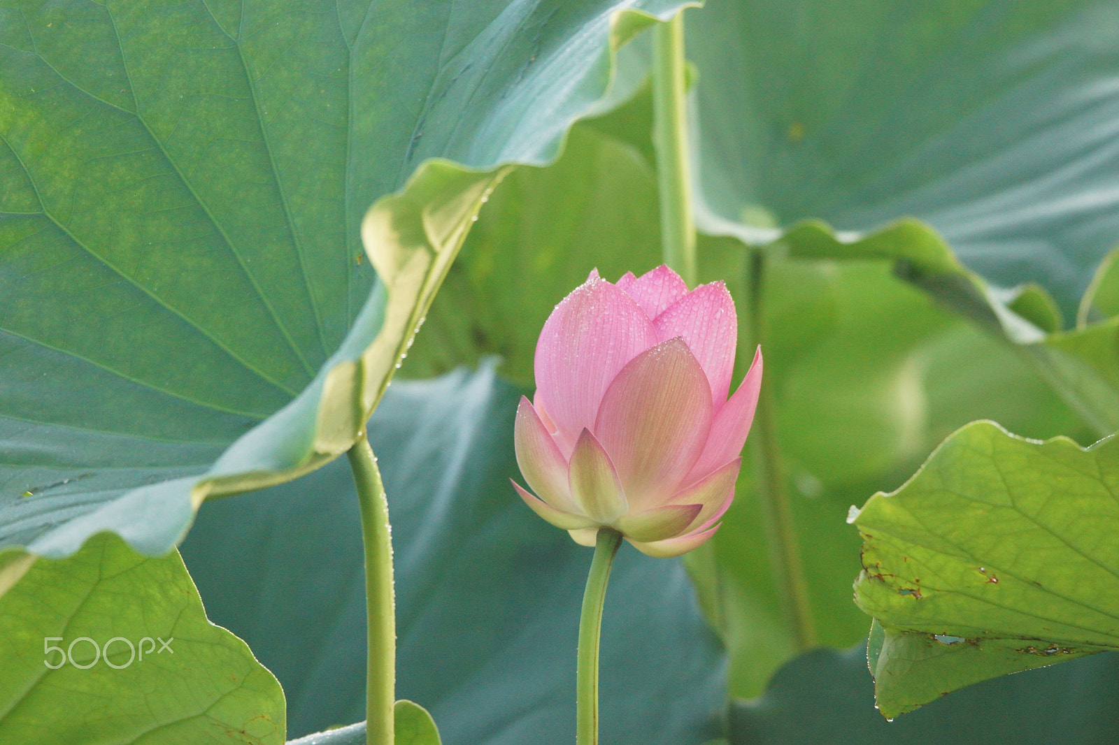 Sony SLT-A77 + Tamron SP 150-600mm F5-6.3 Di VC USD sample photo. Lotus in the summer morning photography