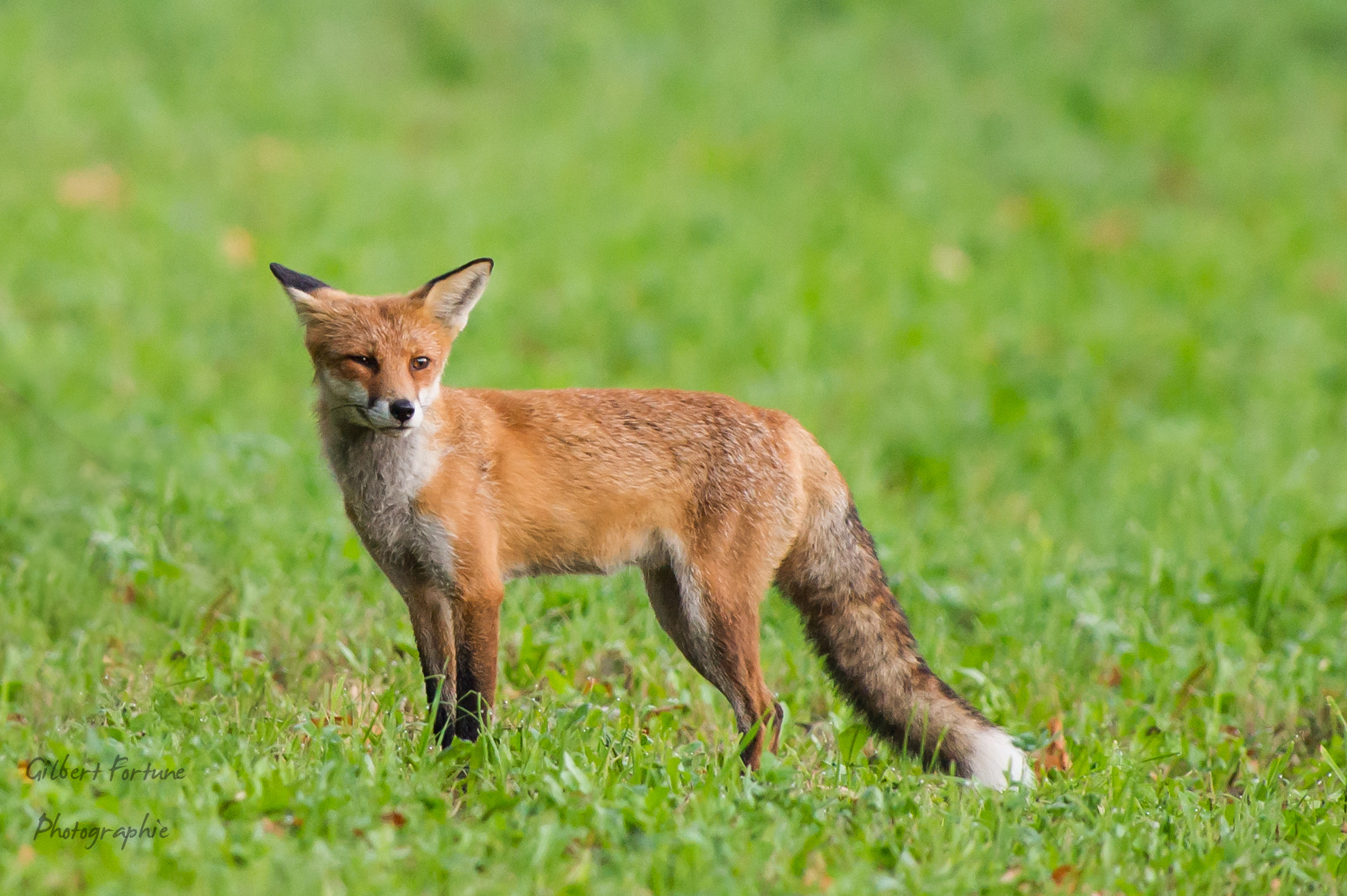 Nikon AF-S Nikkor 300mm F2.8G ED VR II sample photo. Jeune renard photography