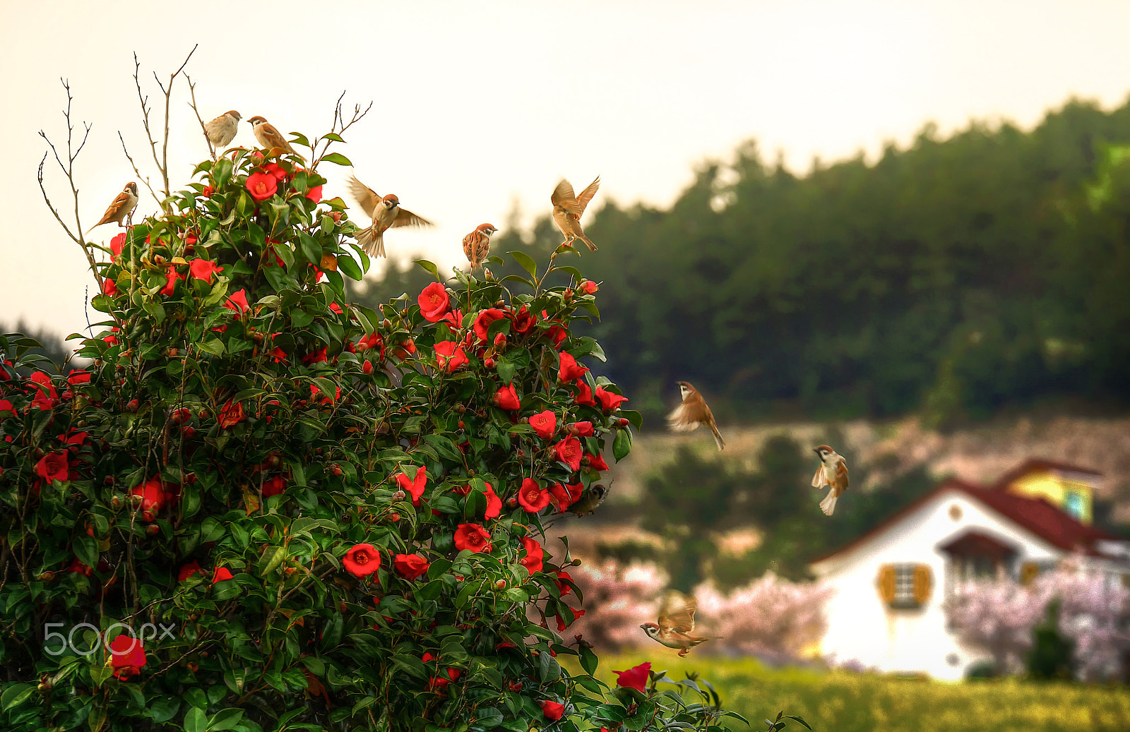 Panasonic Lumix G X Vario 35-100mm F2.8 OIS sample photo. Picnic of sparrow families photography