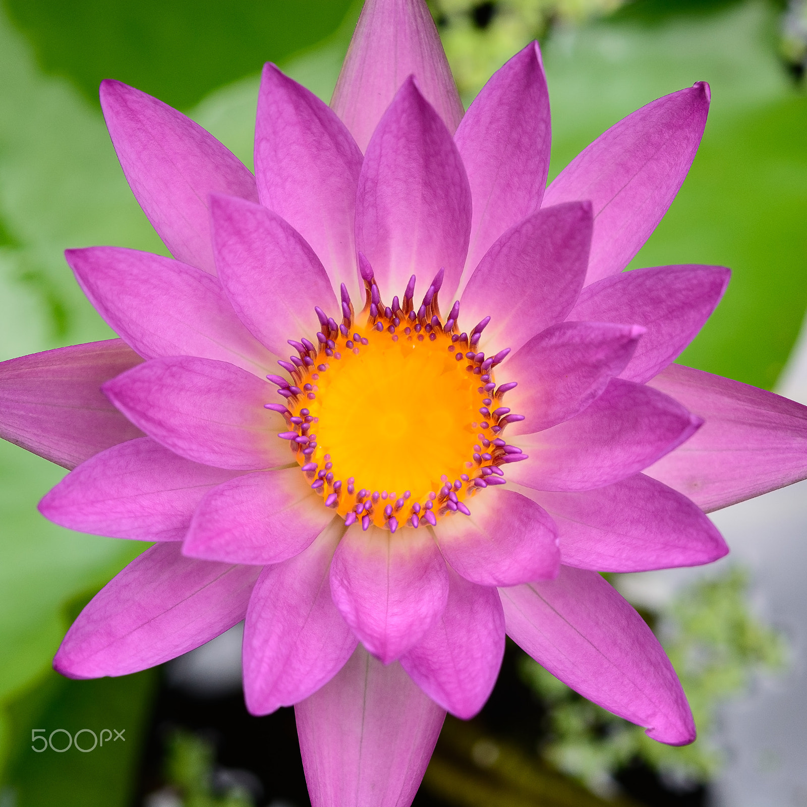 Nikon AF-S Micro-Nikkor 60mm F2.8G ED sample photo. Pink lotus blooming photography