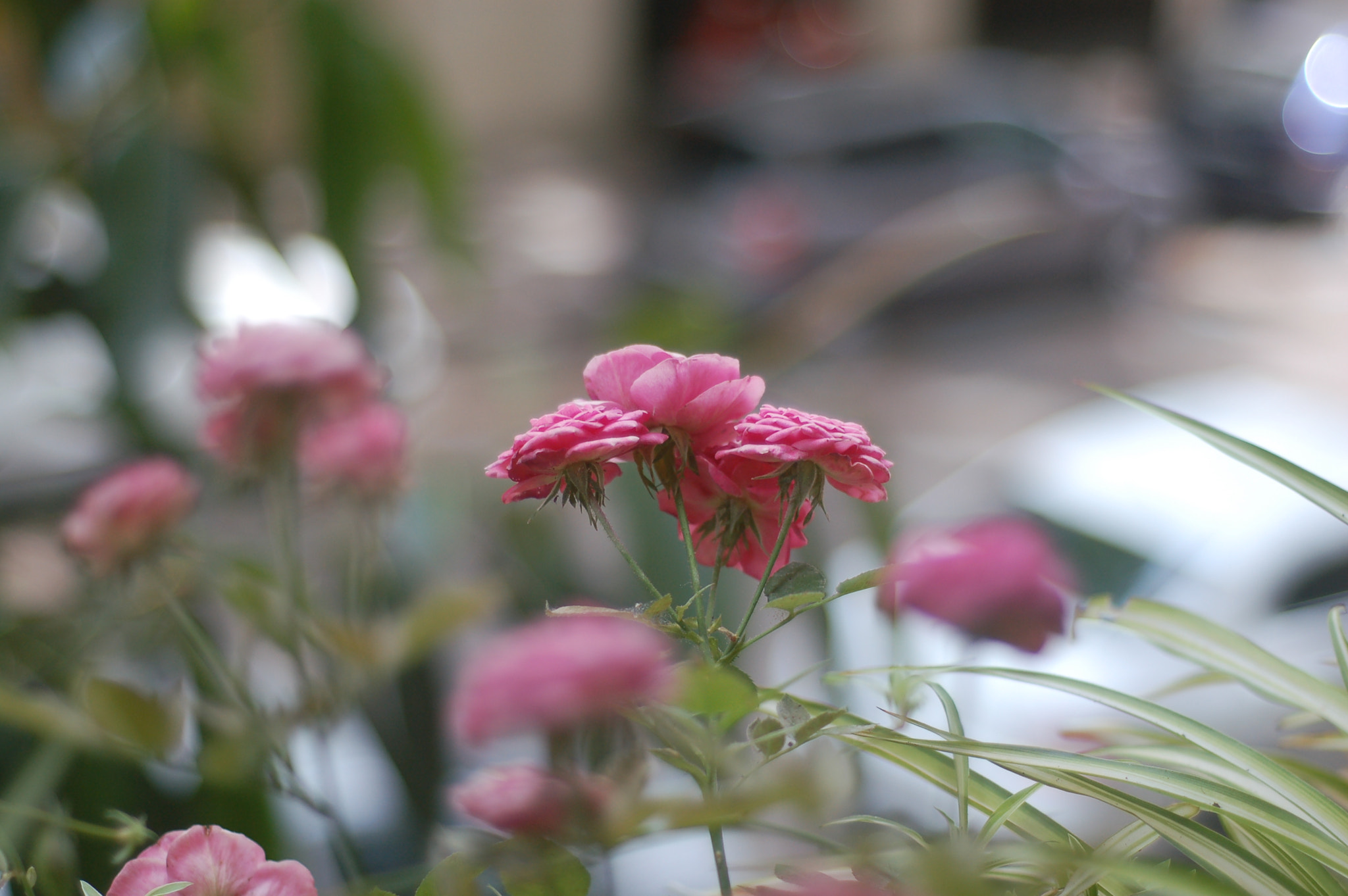 Nikon D50 + AF Nikkor 50mm f/1.8 N sample photo. Flowers in the garden photography