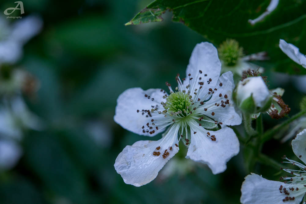 Nikon AF-S Micro-Nikkor 60mm F2.8G ED sample photo. Inna. photography