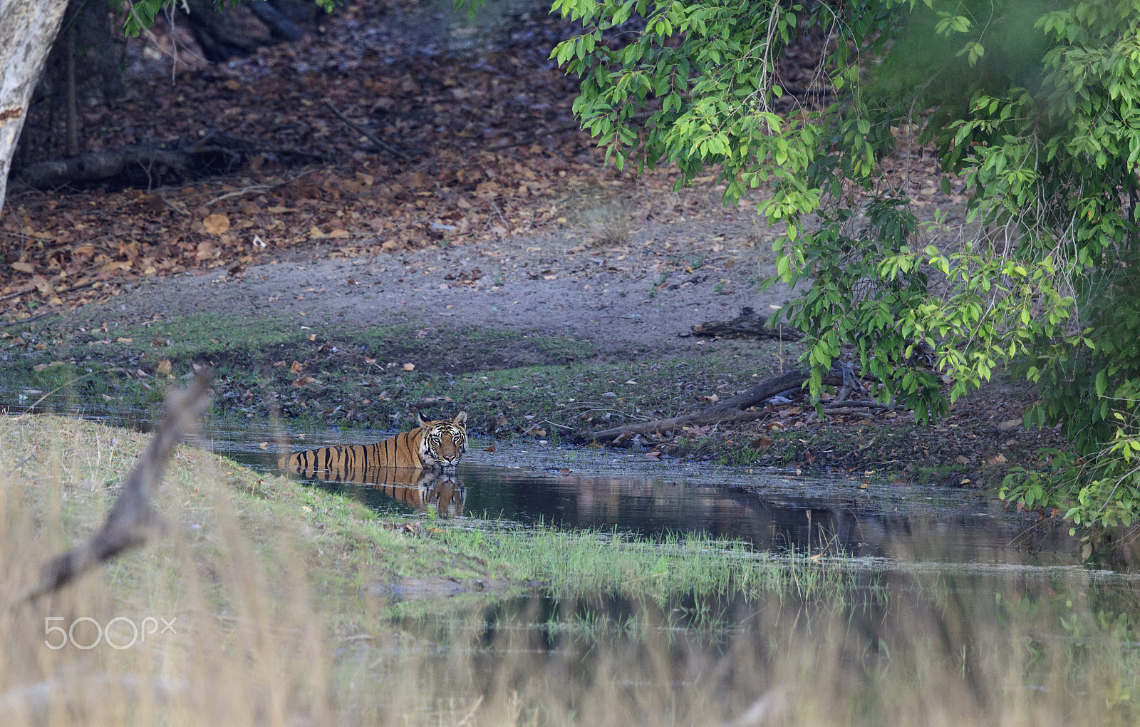 Canon EF 500mm F4L IS II USM sample photo. Male bengal tiger photography