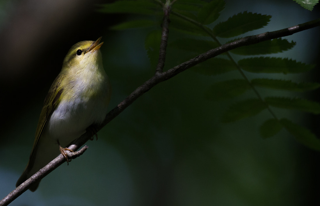 Canon EOS 7D + Canon EF 400mm F5.6L USM sample photo. Wood warbler photography