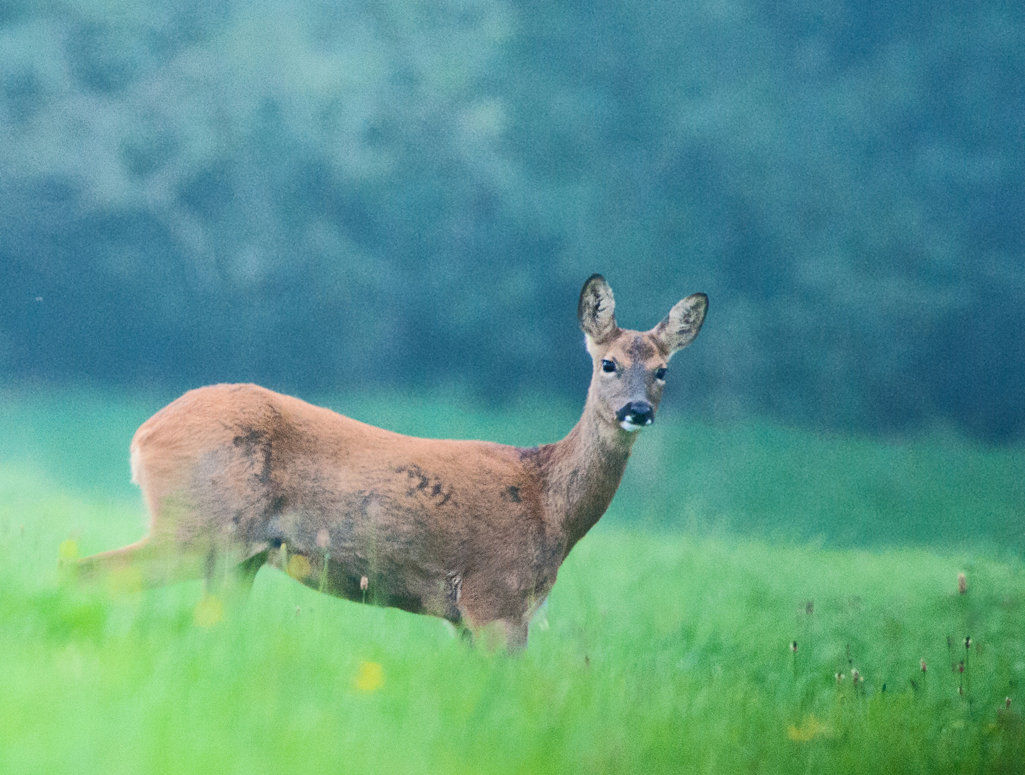 Minolta AF 400mm F4.5 HS-APO G sample photo. Curious deer photography