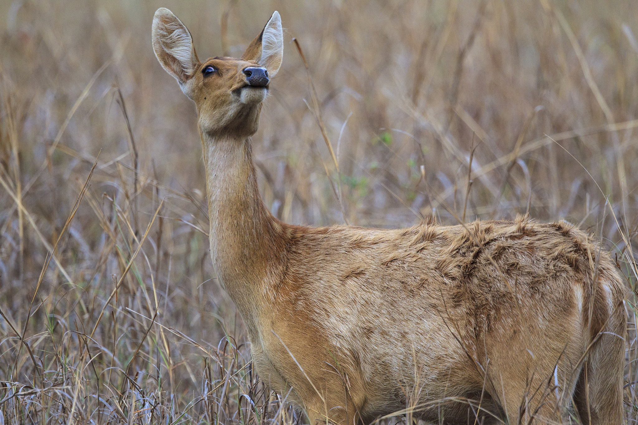 Canon EF 500mm F4L IS II USM sample photo. Barasingha photography