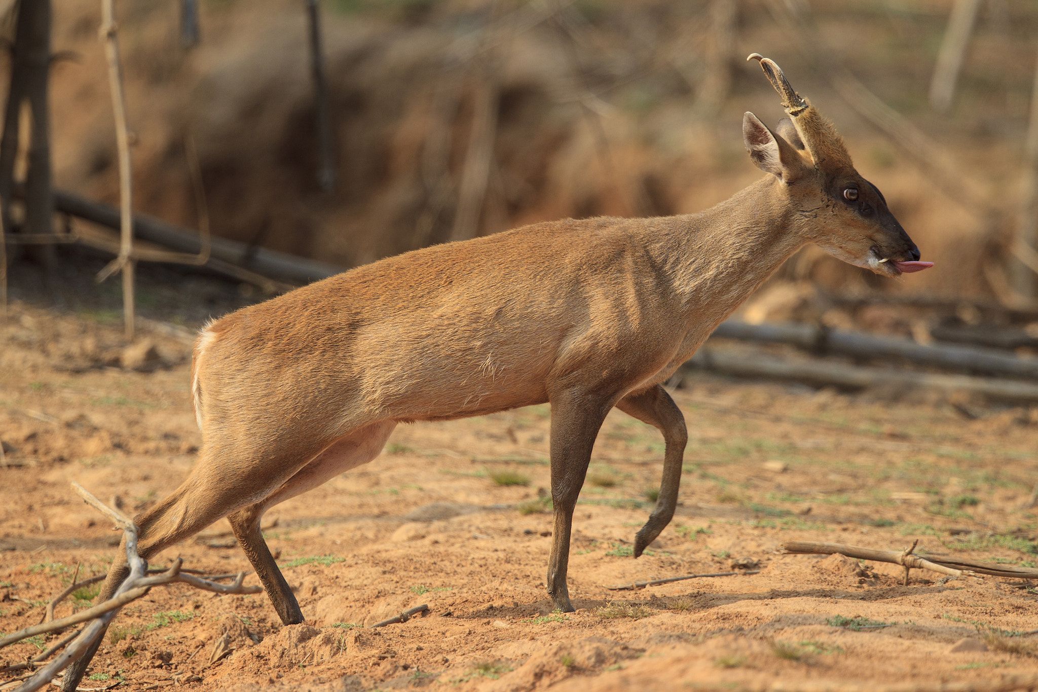 Canon EF 500mm F4L IS II USM sample photo. Indian muntjac photography