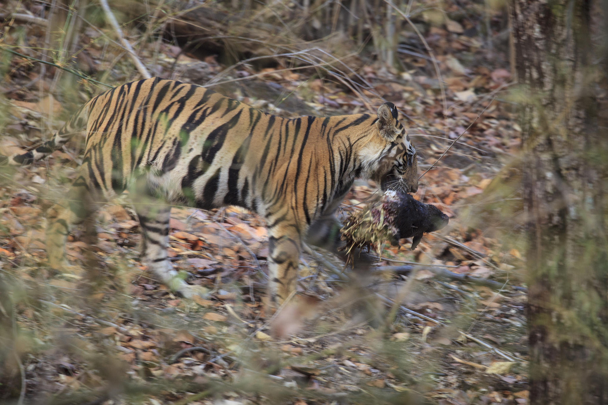 Canon EOS 5D Mark II sample photo. Bengal tiger with deer head photography