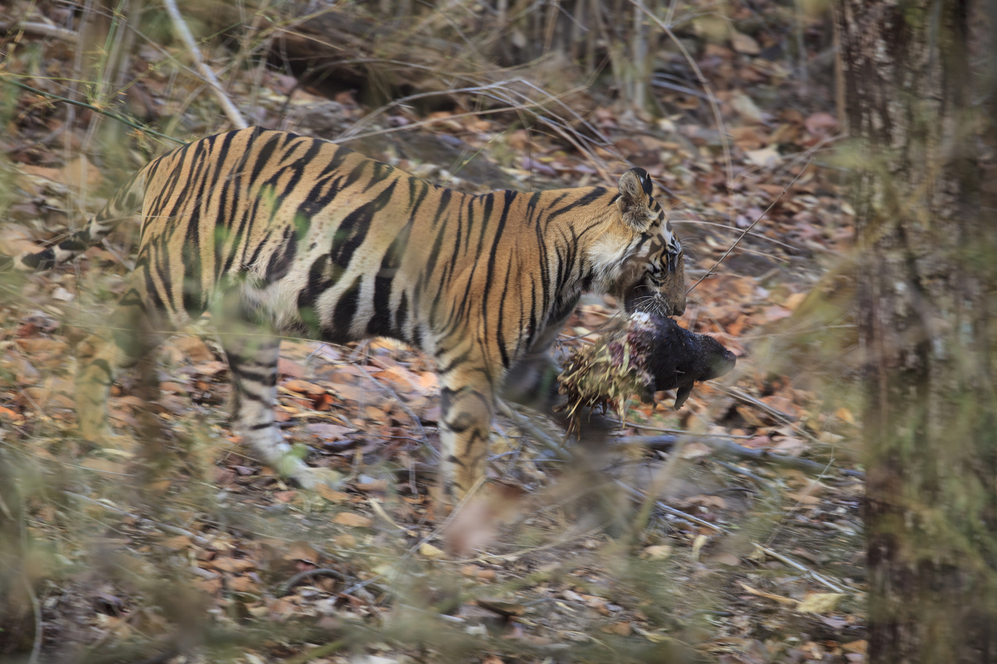 Canon EF 100-400mm F4.5-5.6L IS II USM sample photo. Bengal tiger with deer head photography