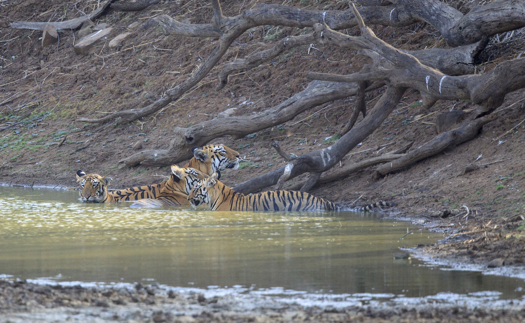 Canon EF 500mm F4L IS II USM sample photo. Tiger and cubs in the water photography