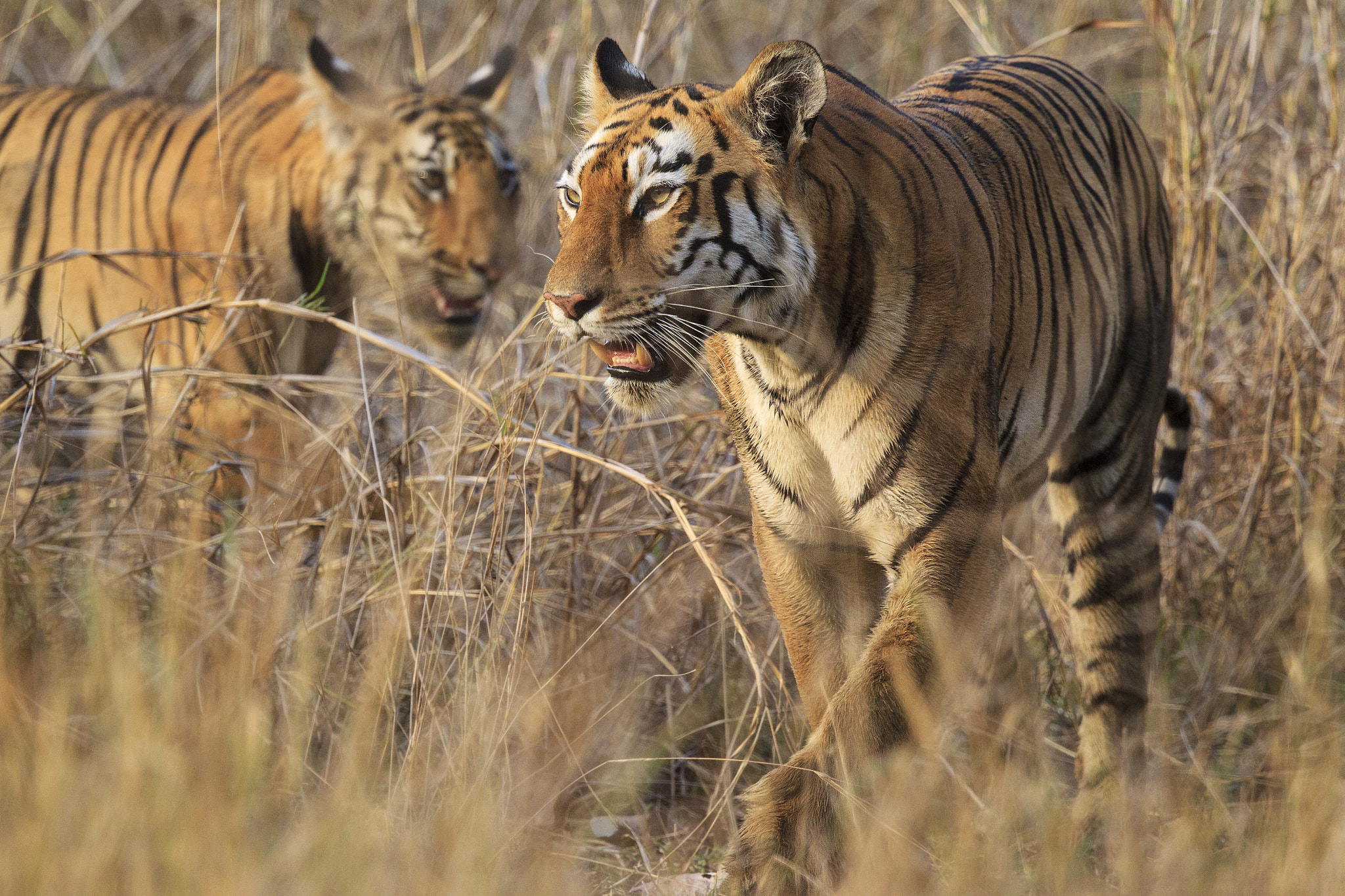 Canon EF 500mm F4L IS II USM sample photo. Tiger and cub photography