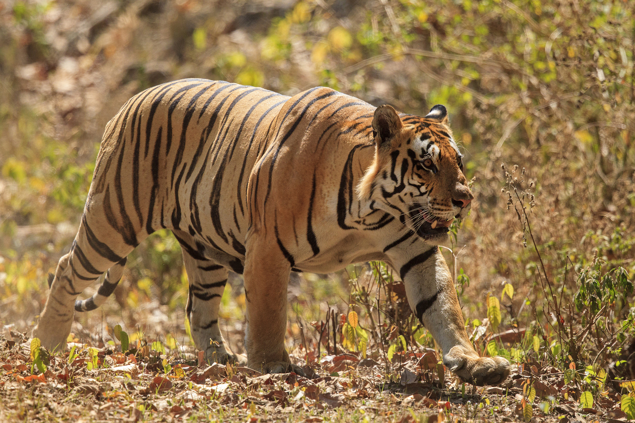 Canon EF 500mm F4L IS II USM sample photo. Bengal tiger photography