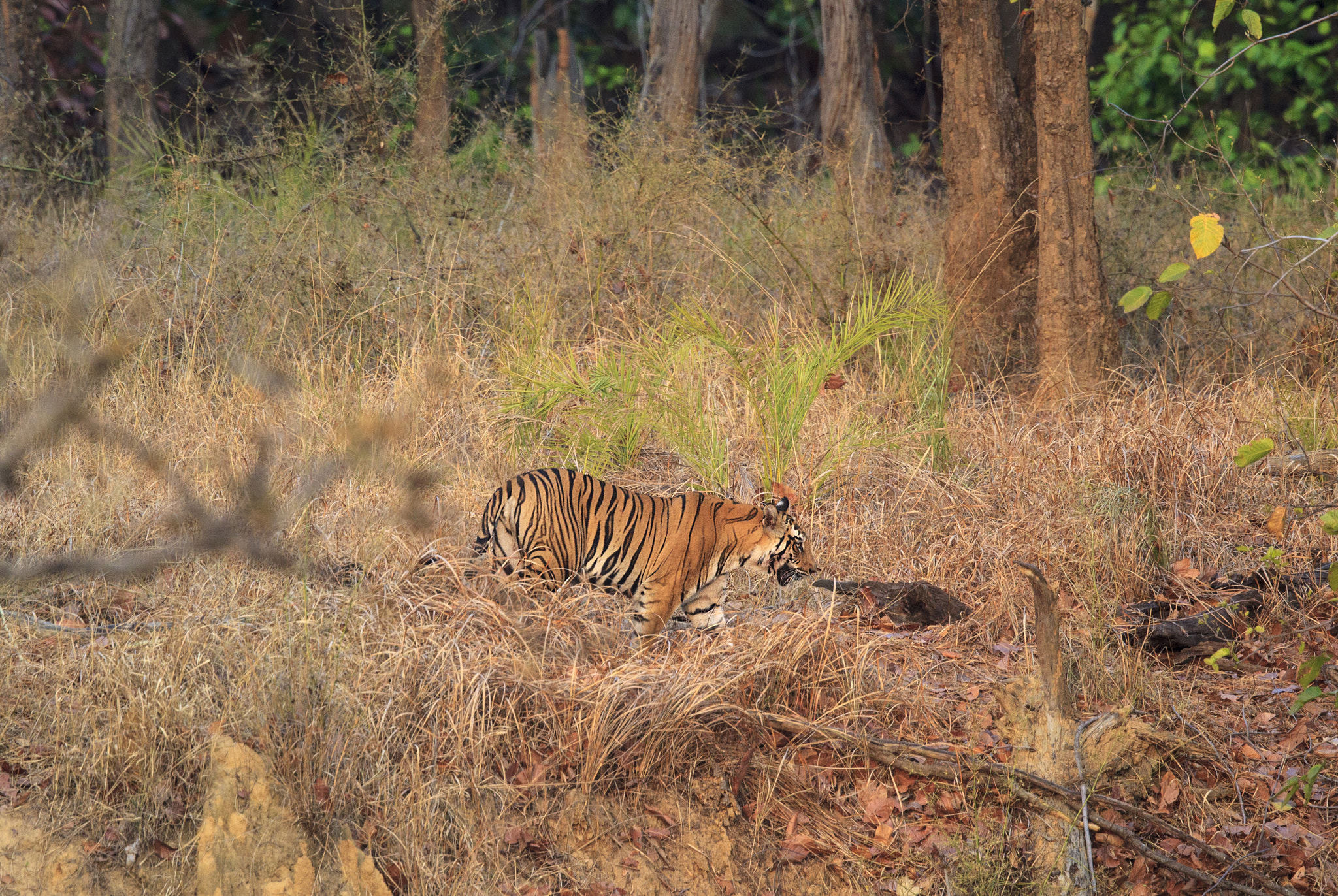 Canon EF 500mm F4L IS II USM sample photo. Male bengal tiger photography