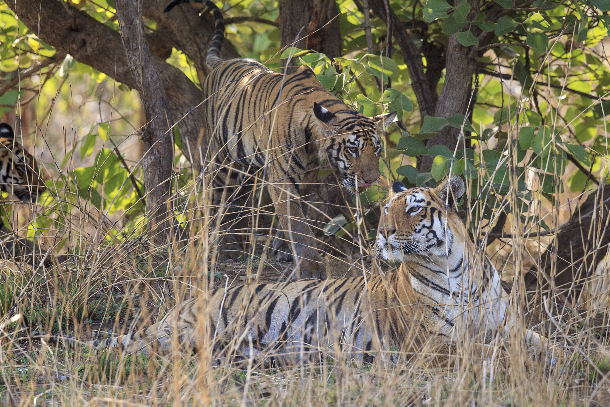 Canon EF 500mm F4L IS II USM sample photo. Bengal tigress and cubs photography