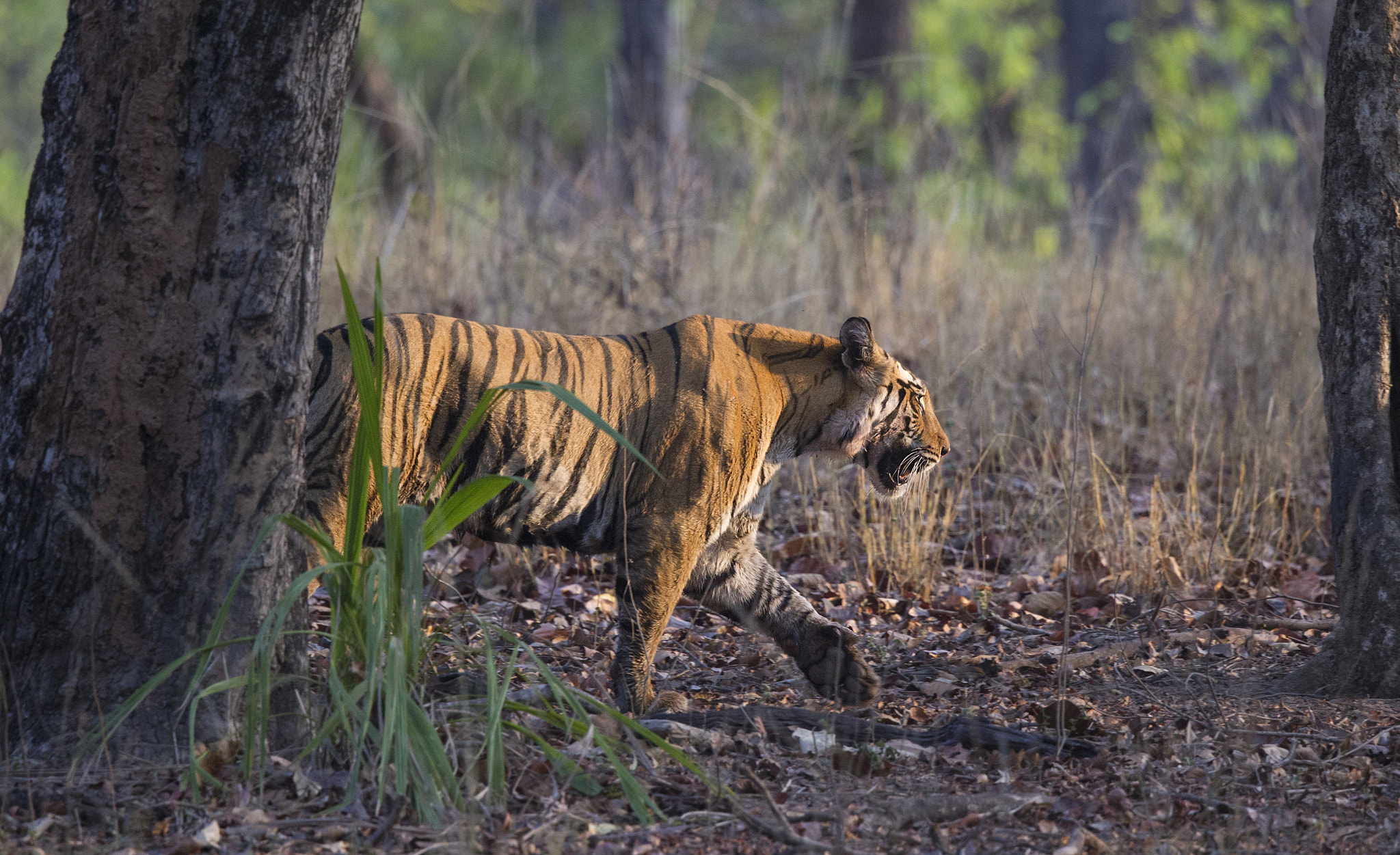 Canon EF 500mm F4L IS II USM sample photo. Male bengal tiger photography