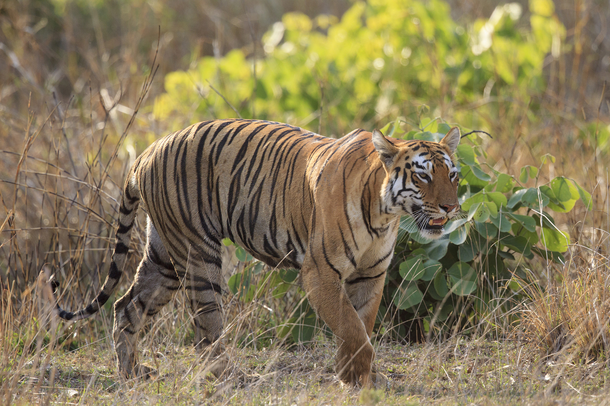 Canon EOS-1D Mark IV + Canon EF 500mm F4L IS II USM sample photo. Bengal tiger walking photography