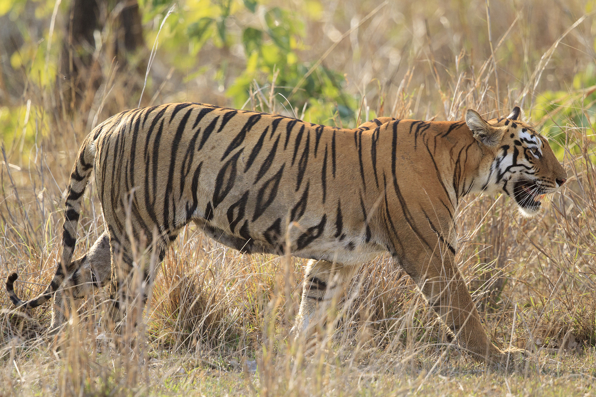 Canon EF 500mm F4L IS II USM sample photo. Bengal tigress photography