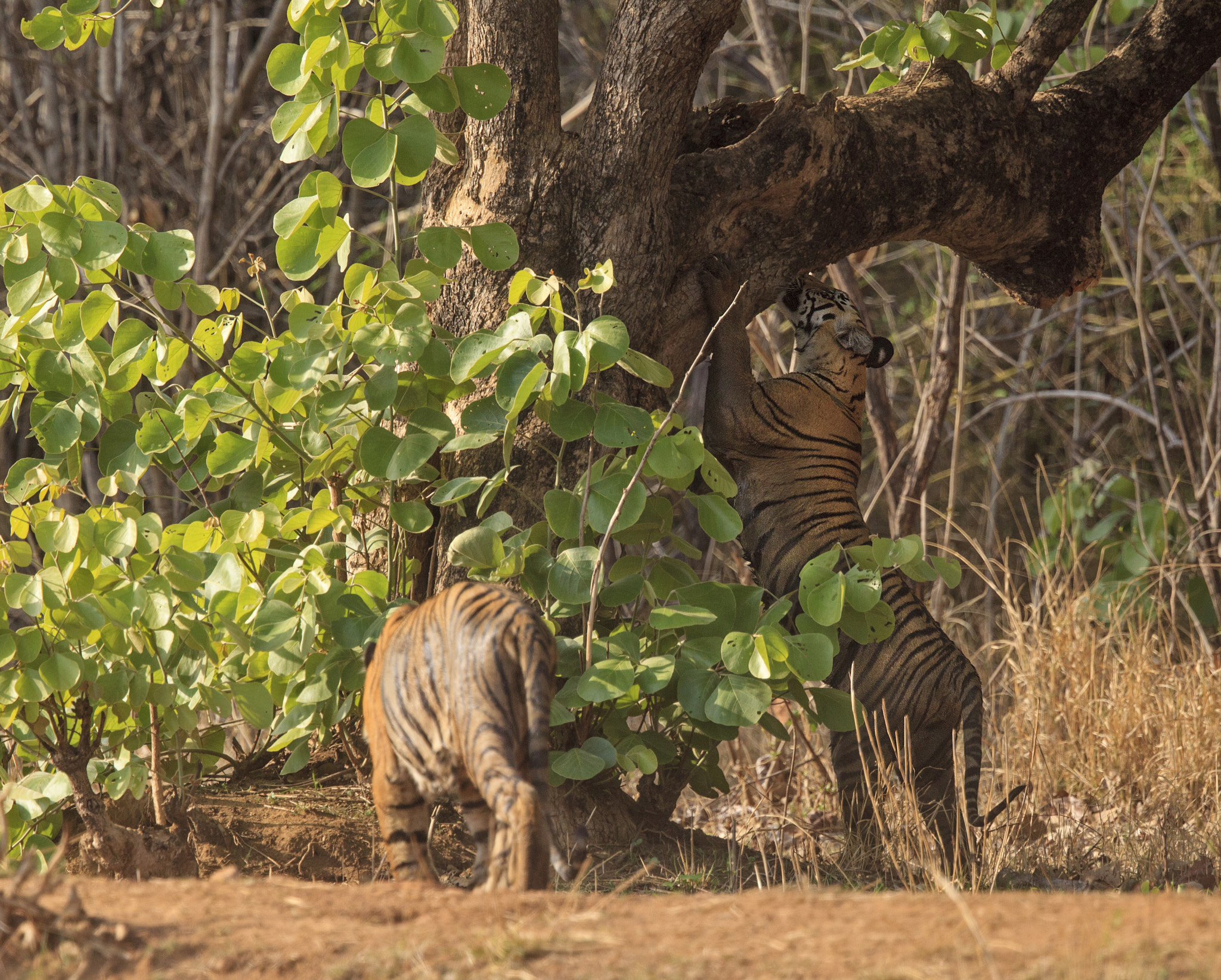Canon EF 500mm F4L IS II USM sample photo. Bengal tigress and cub photography