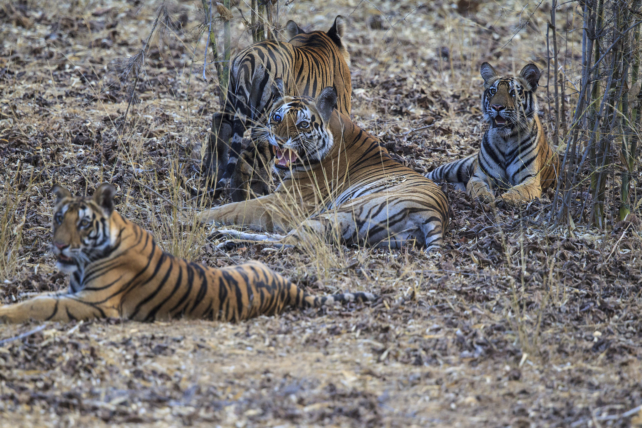 Canon EOS-1D Mark IV + Canon EF 500mm F4L IS II USM sample photo. Bengal tigress and cubs photography