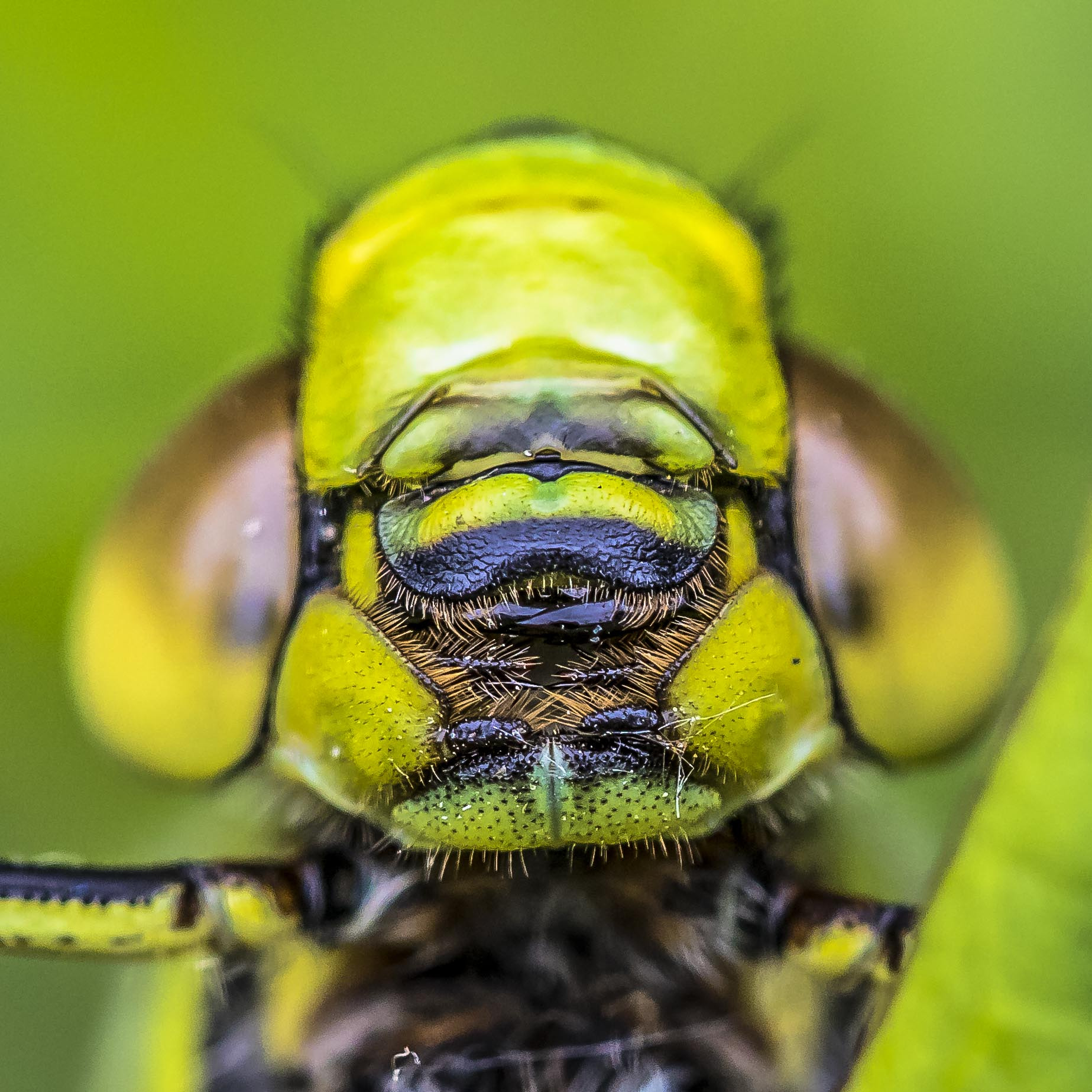 Sigma APO Macro 150mm f/2.8 EX DG HSM sample photo. Emperor dragonfly photography
