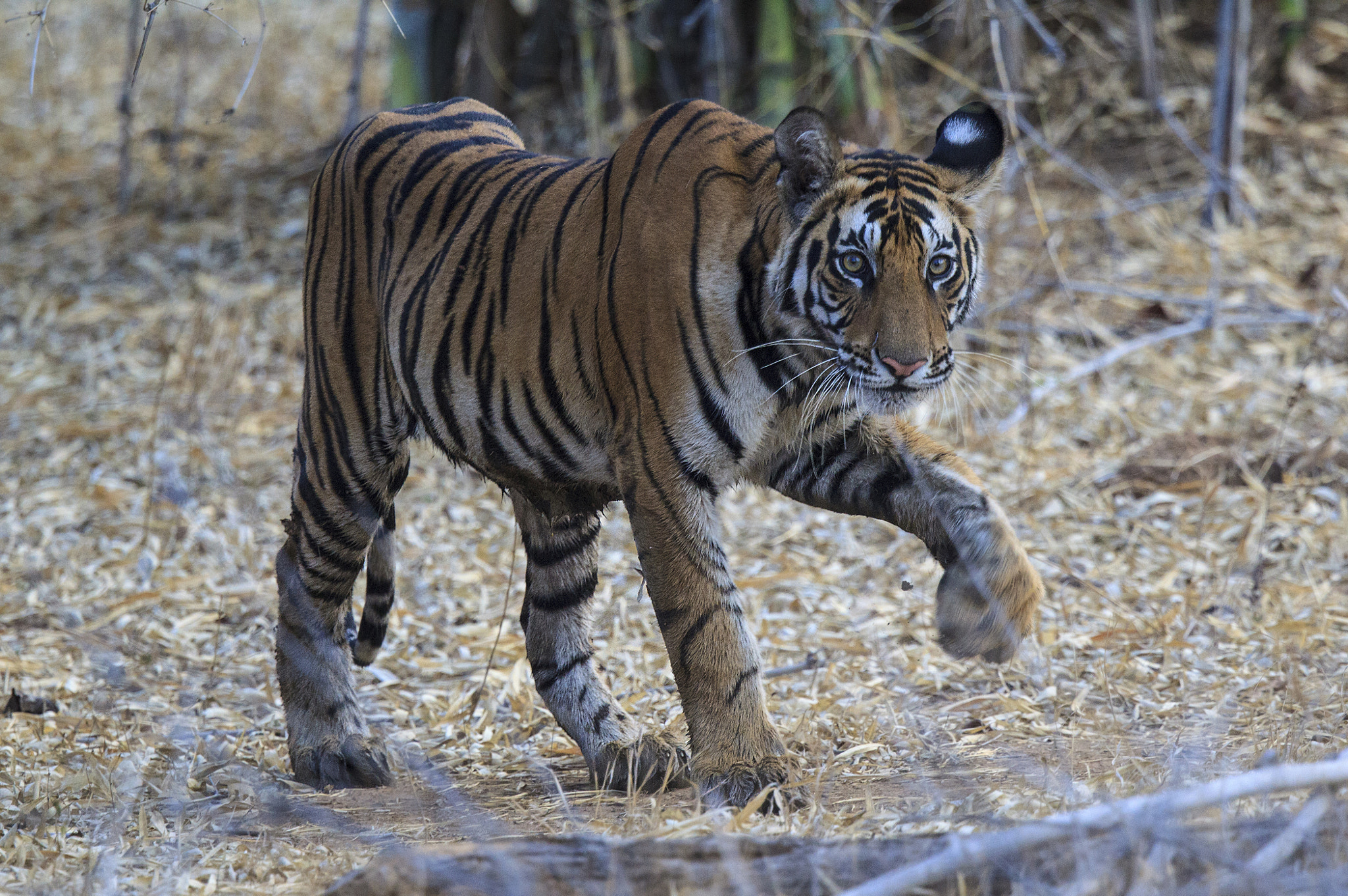 Canon EOS-1D Mark IV + Canon EF 500mm F4L IS II USM sample photo. Male tiger cub photography