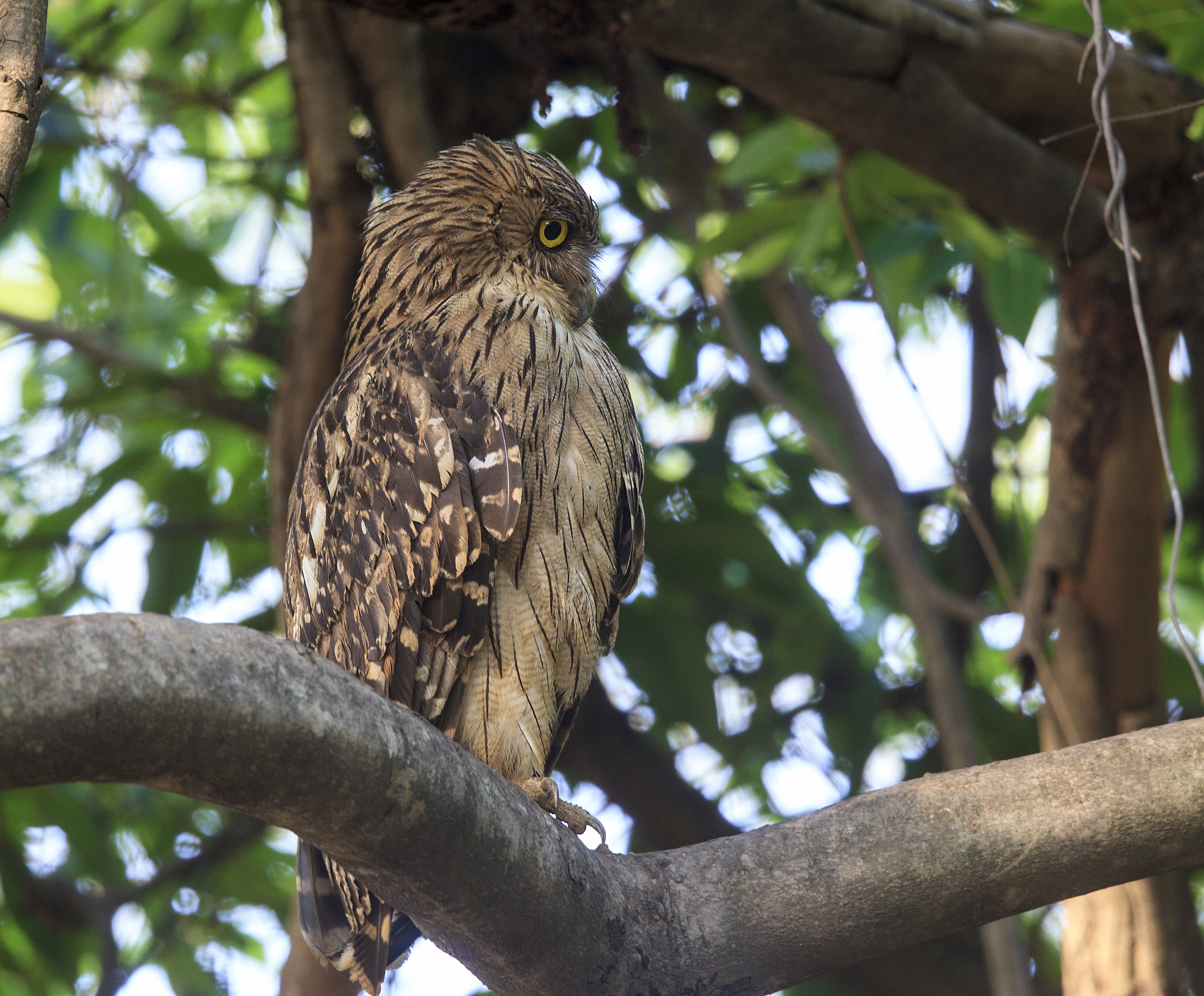 Canon EOS-1D Mark IV + Canon EF 500mm F4L IS II USM sample photo. Brown fish owl photography